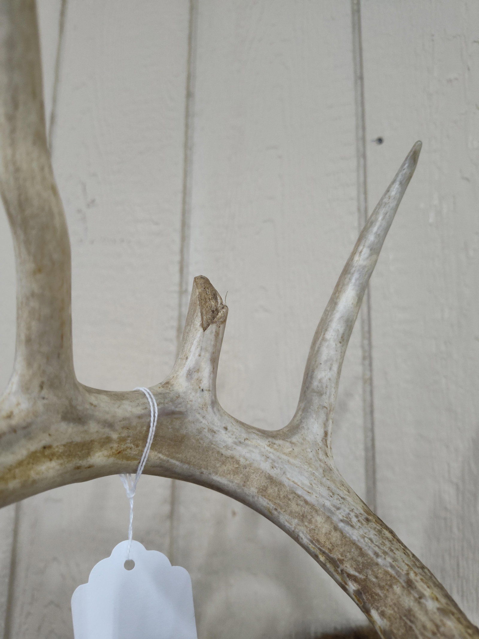 Whitetail 10pt Shoulder Mount - 4