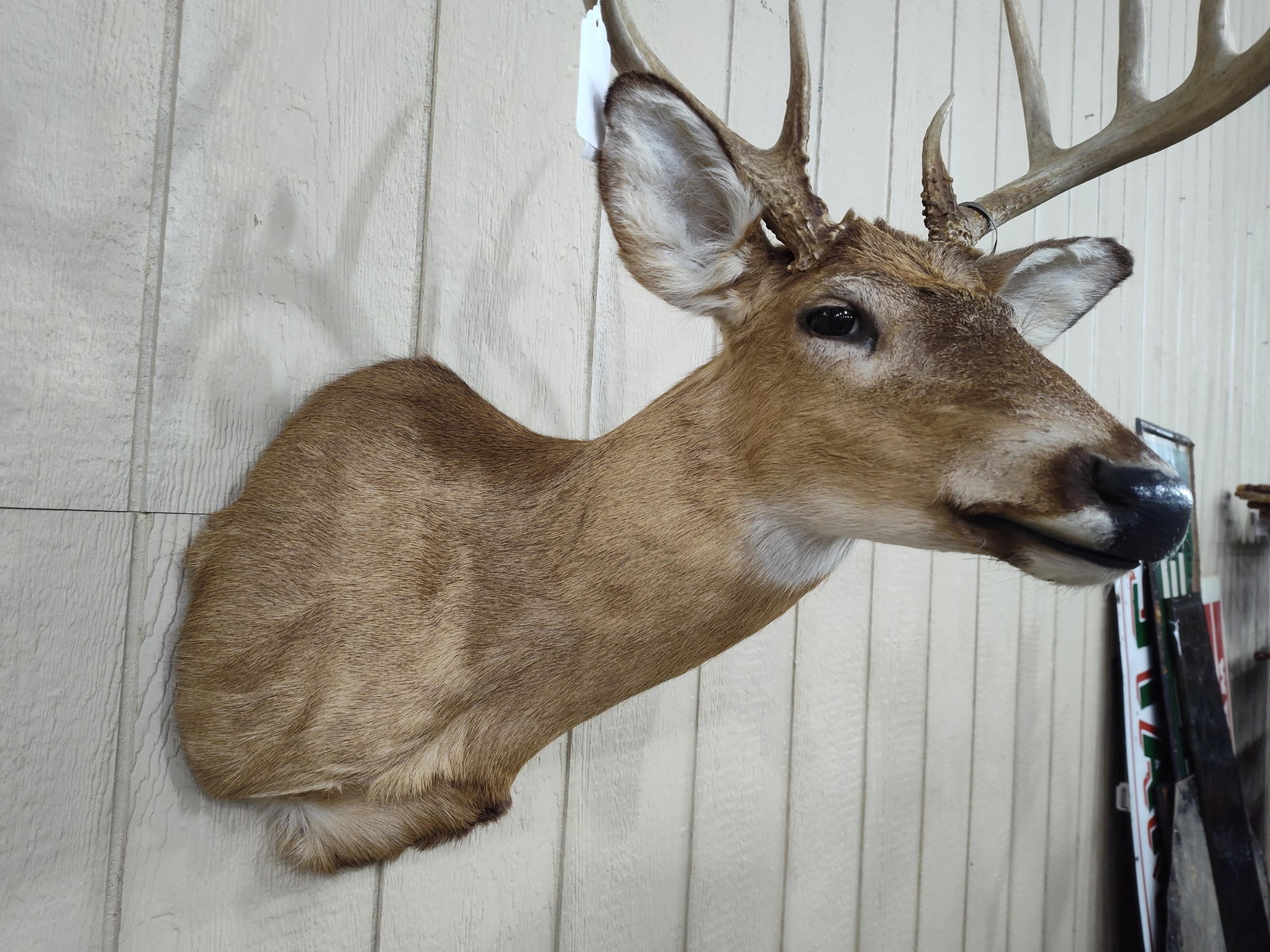 Whitetail 10pt Shoulder Mount - 5