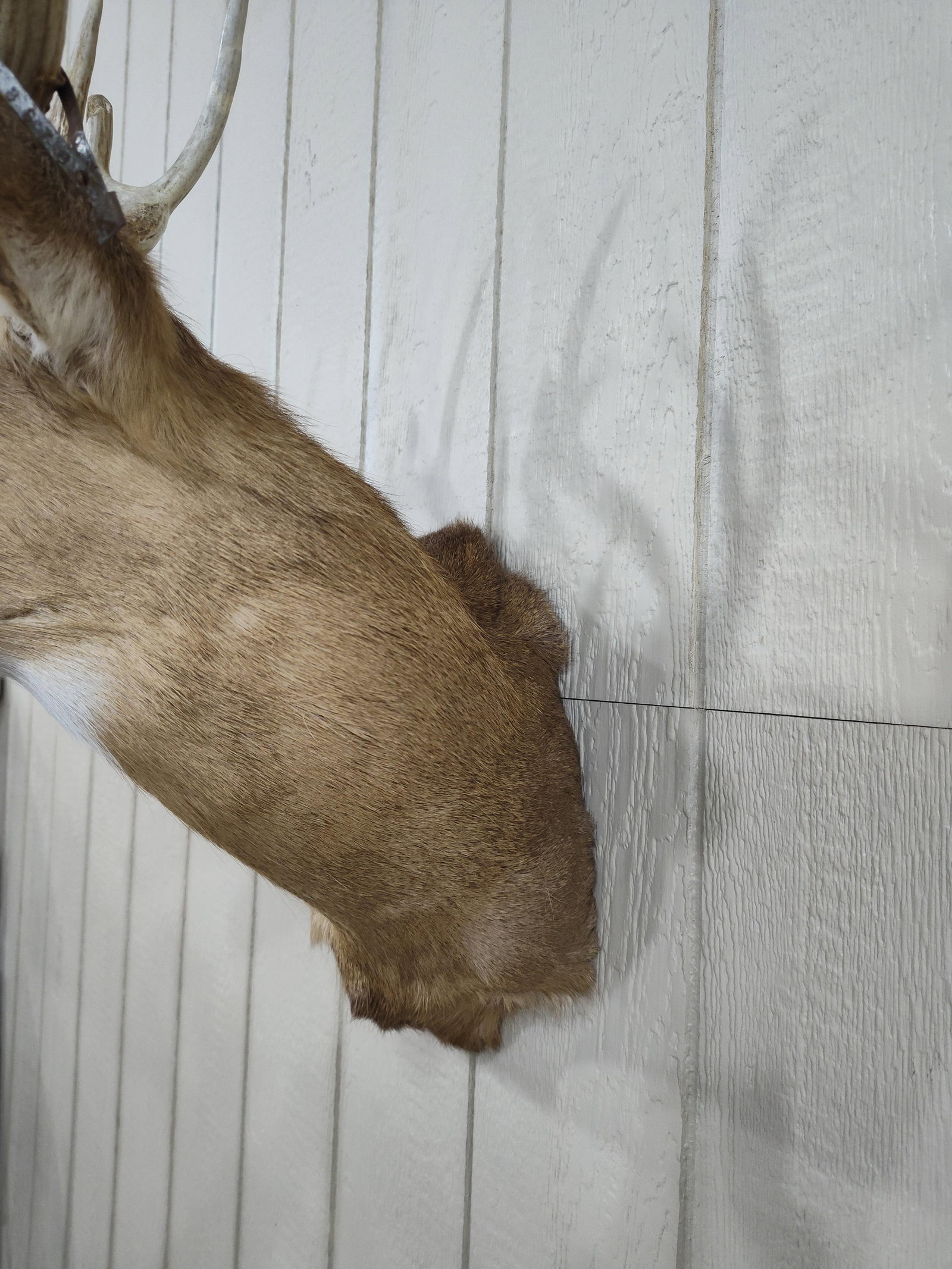 Whitetail 10pt Shoulder Mount - 6