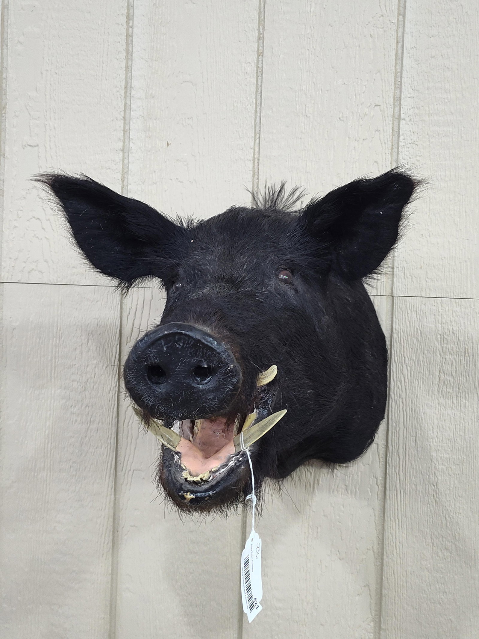 Taxidermy Wild Black Boar Shoulder Mount: Great condition!