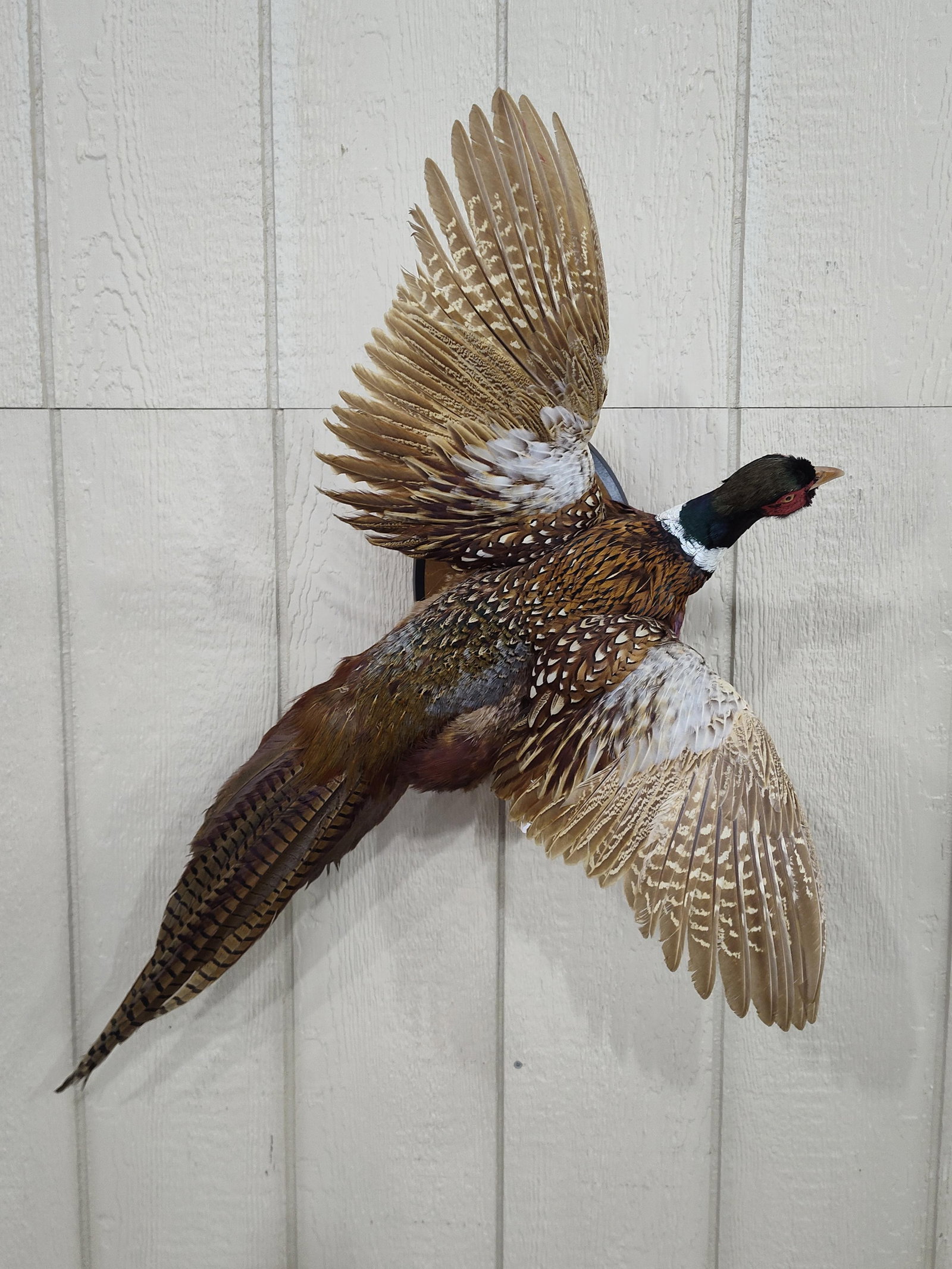 Beautiful Flying Ringneck Pheasant: Vibrant colors with nice long tail feathers! Great wall mount in excellent condition!! Outstanding taxidermy!!