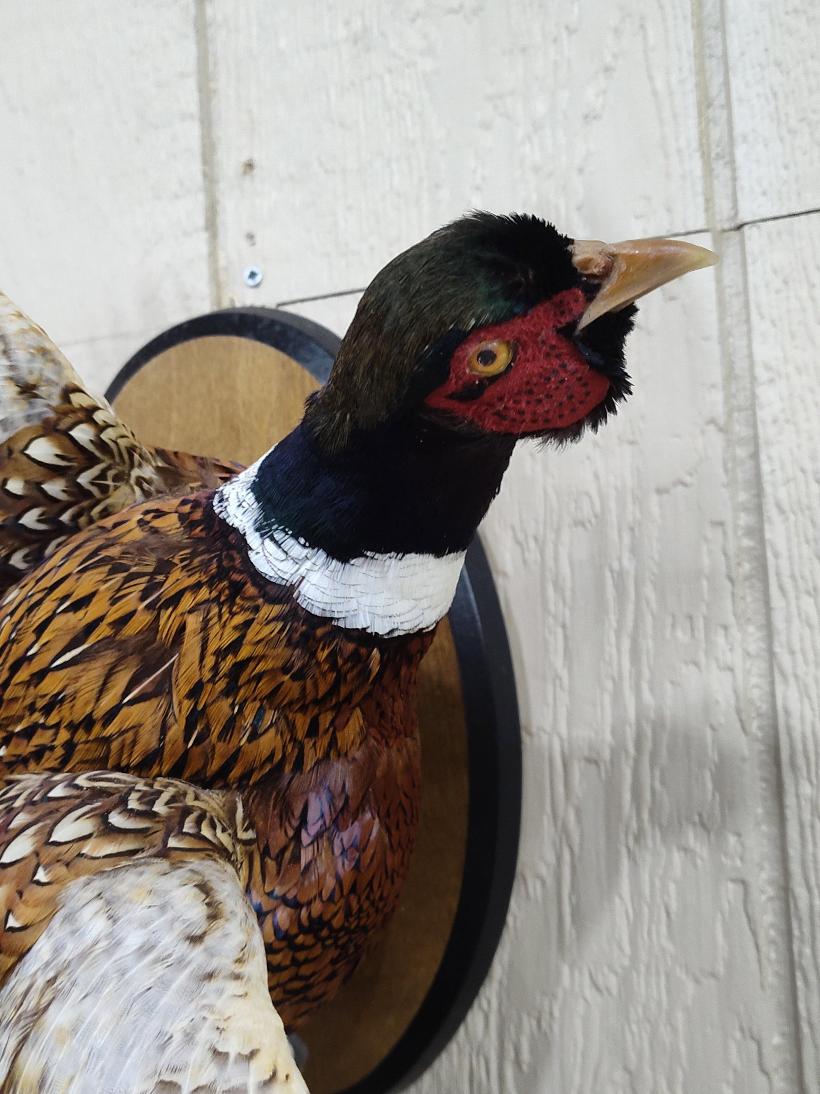 Beautiful Flying Ringneck Pheasant - 2