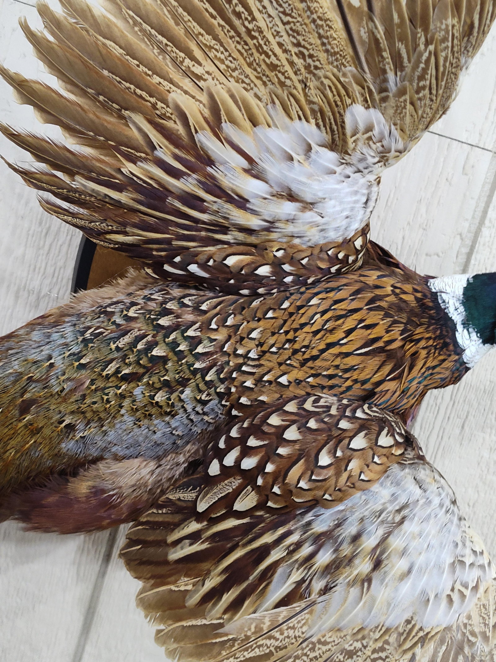 Beautiful Flying Ringneck Pheasant - 3
