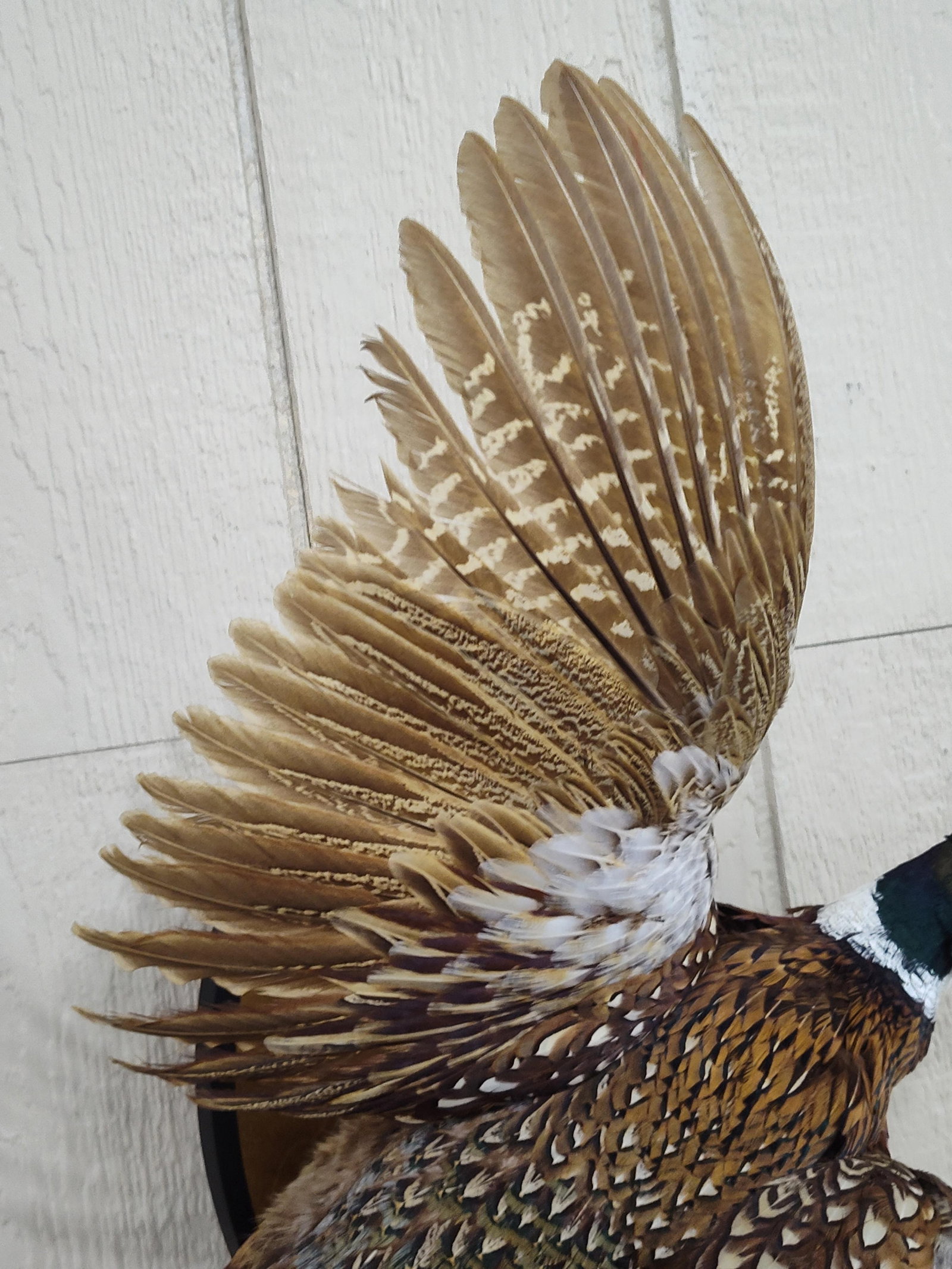 Beautiful Flying Ringneck Pheasant - 4
