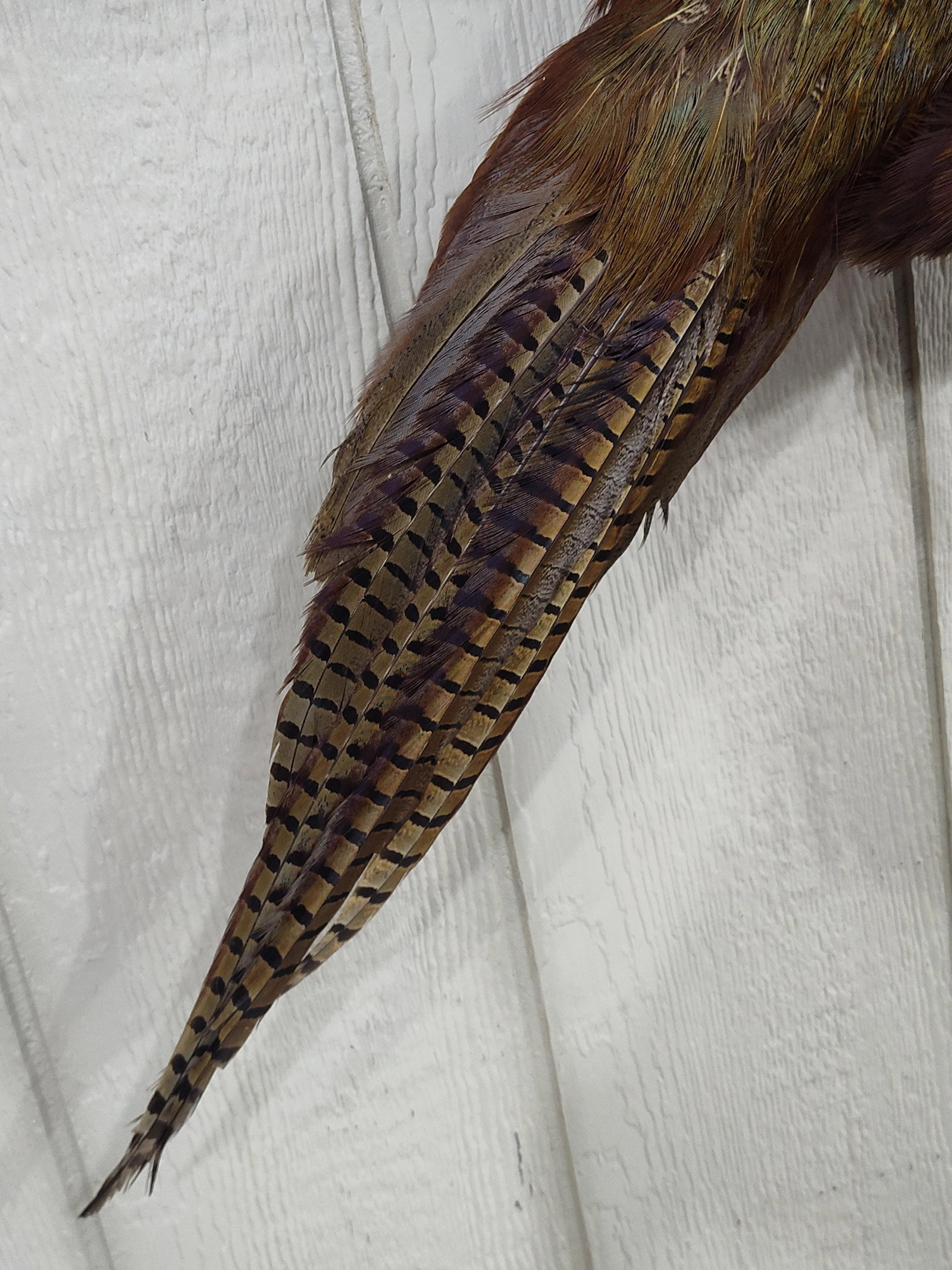 Beautiful Flying Ringneck Pheasant - 5
