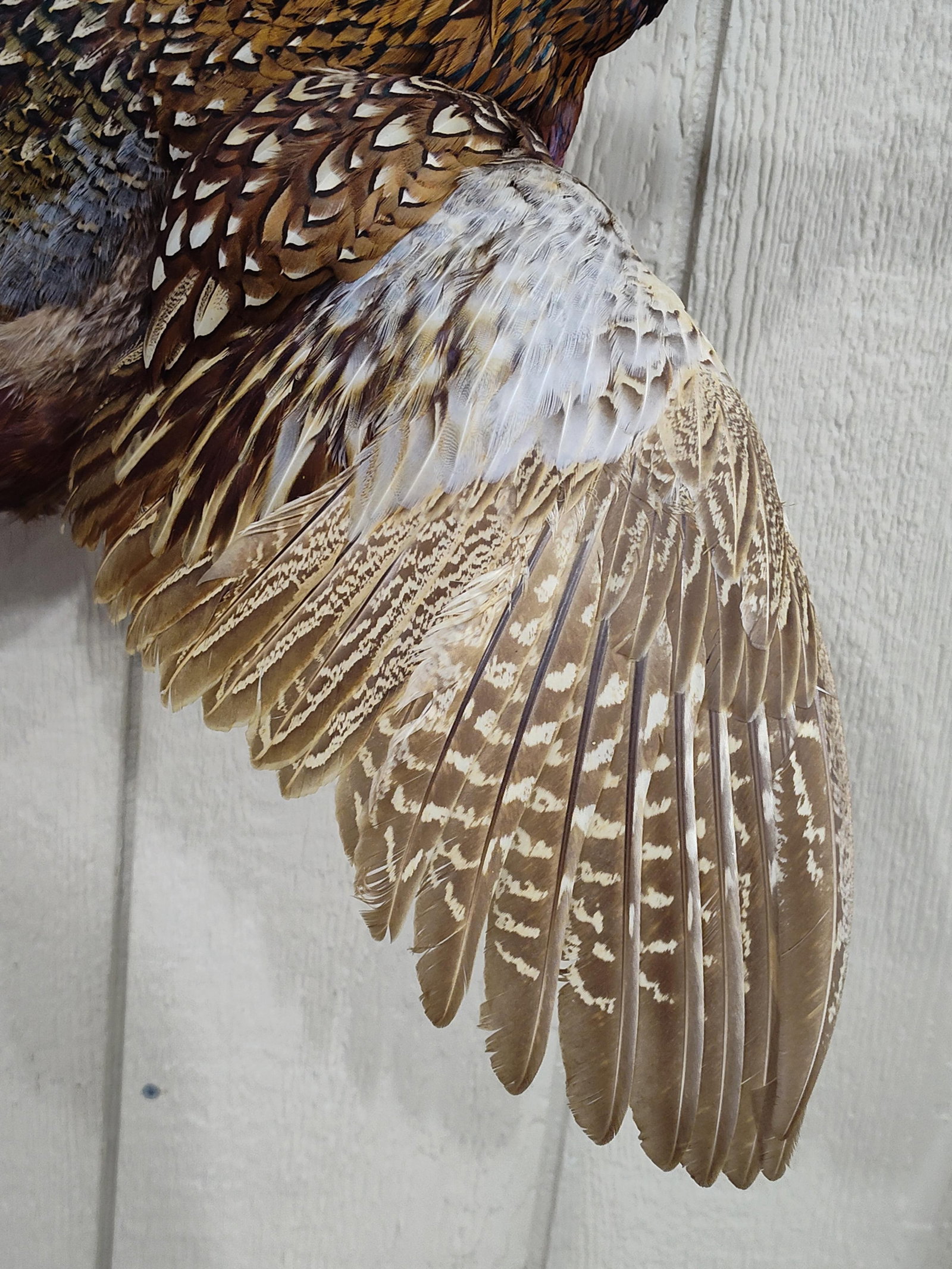 Beautiful Flying Ringneck Pheasant - 6