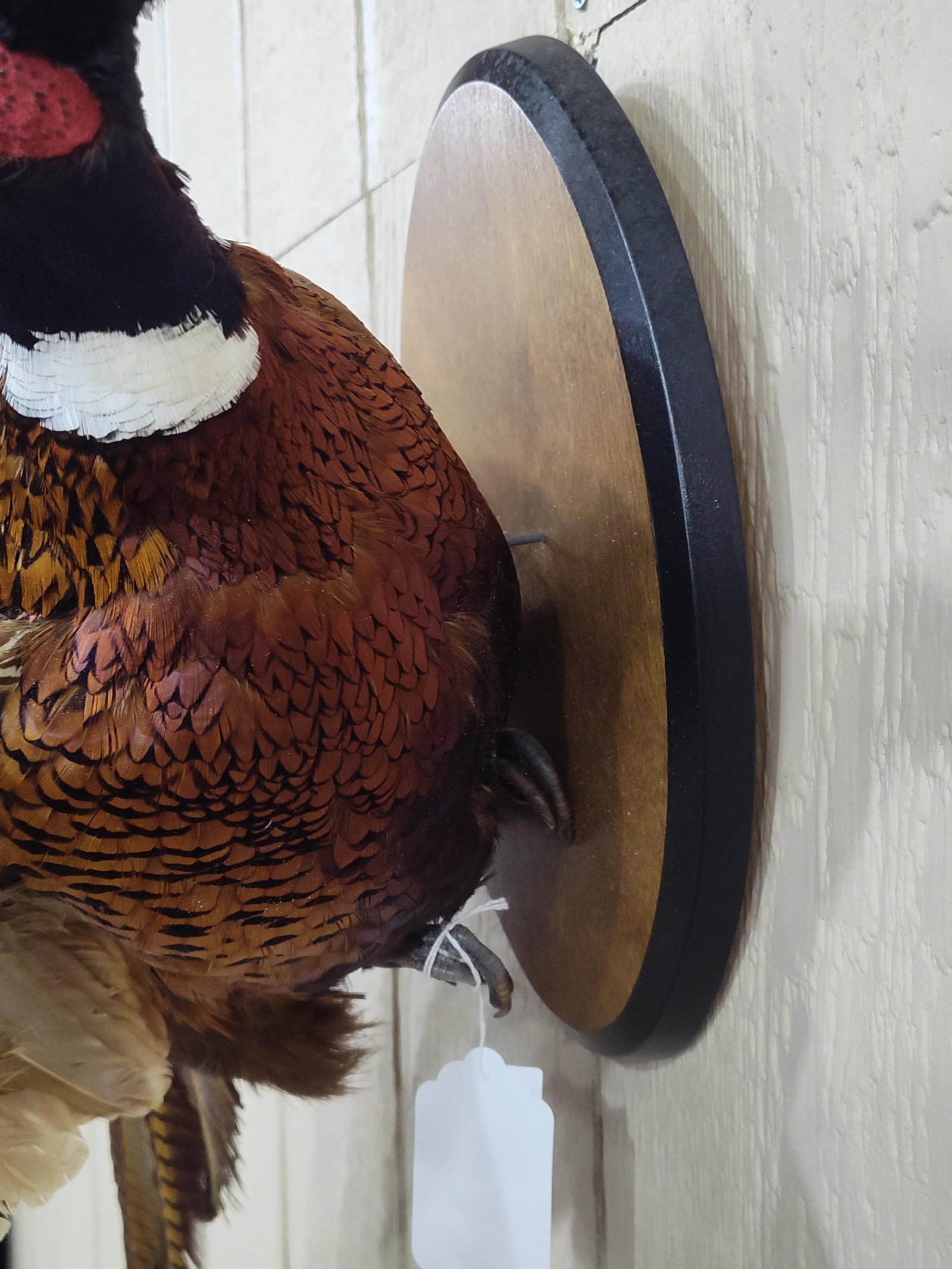 Beautiful Flying Ringneck Pheasant - 7