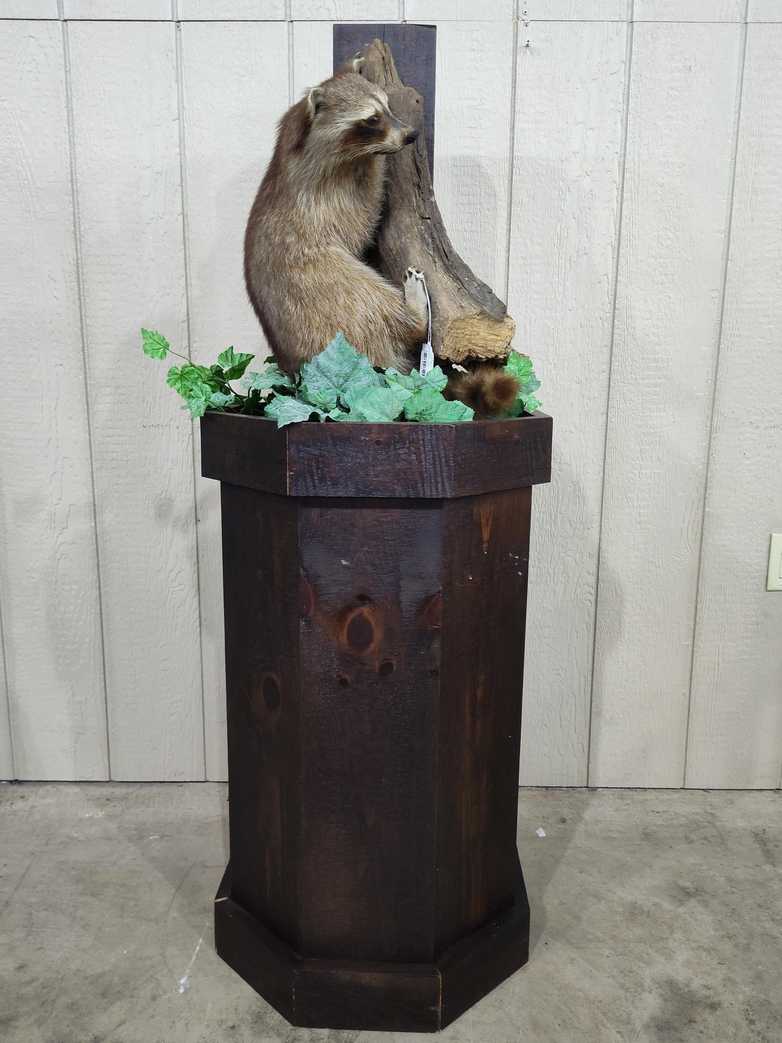 Outstanding Racoon Mount on Octagon Wood Pedestal: Beautiful taxidermy in excellent condition and an awesome display!! Base is 19in diameter overall height is 55in.