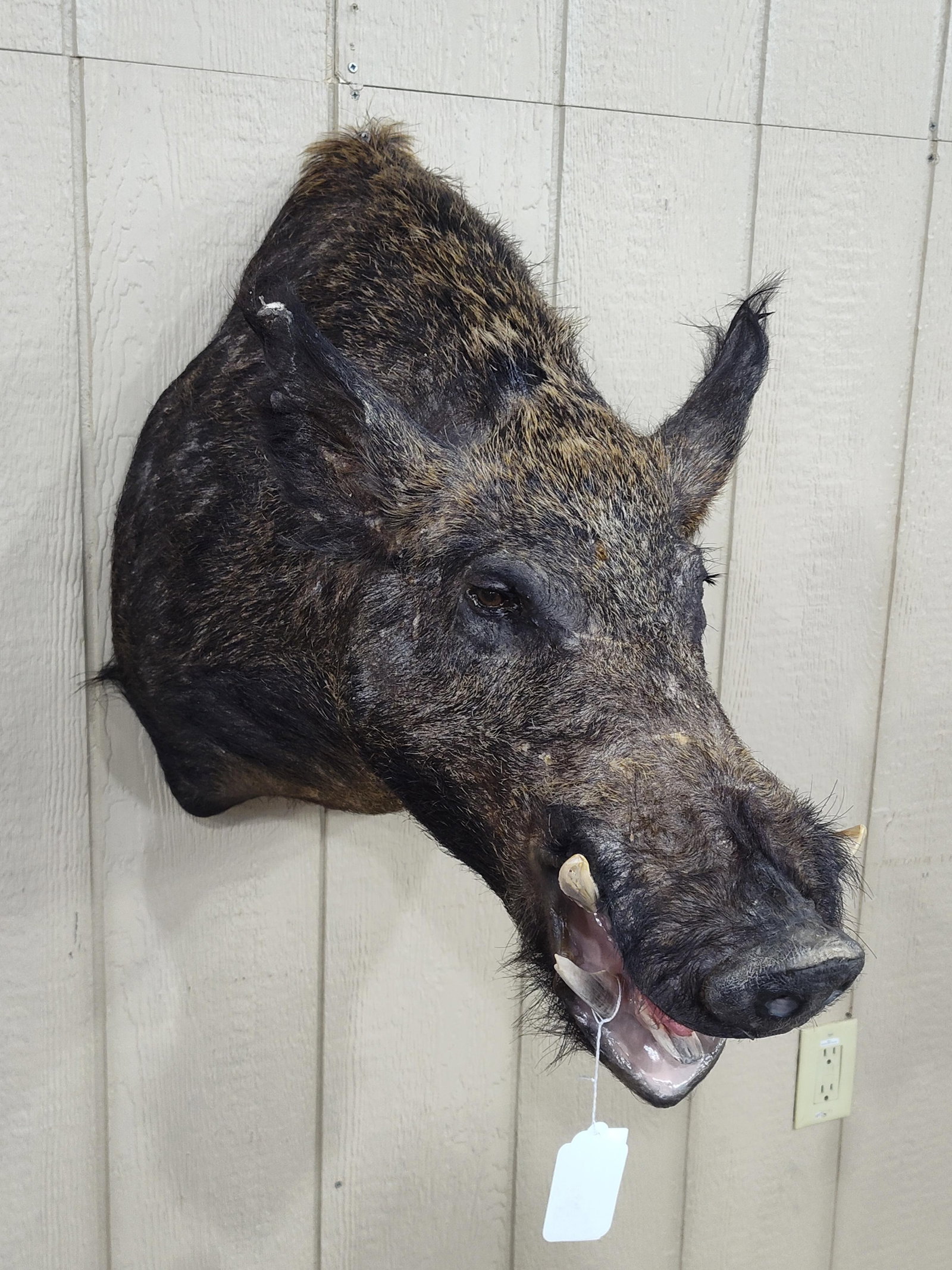 Taxidermy Wild Boar Shoulder Mount: Overall in beautiful condition!