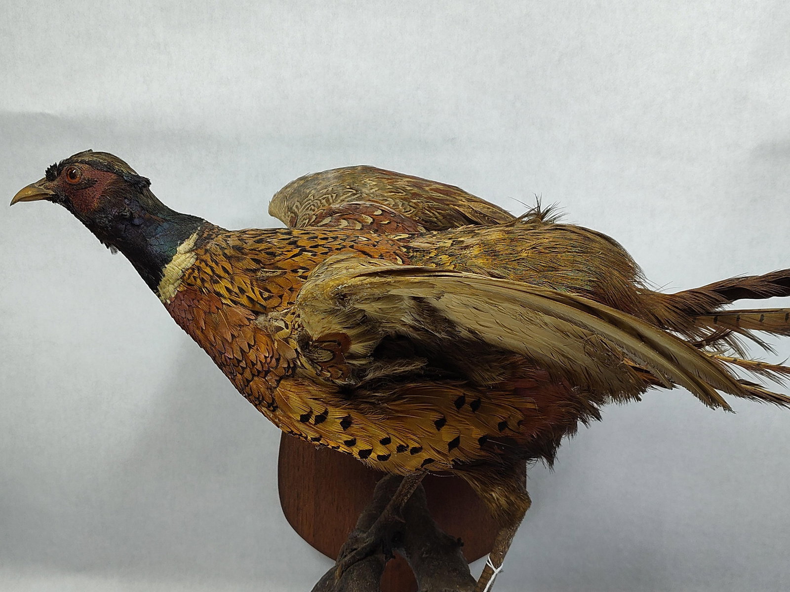 Taxidermy Pheasant: Shows some age and dust across top.