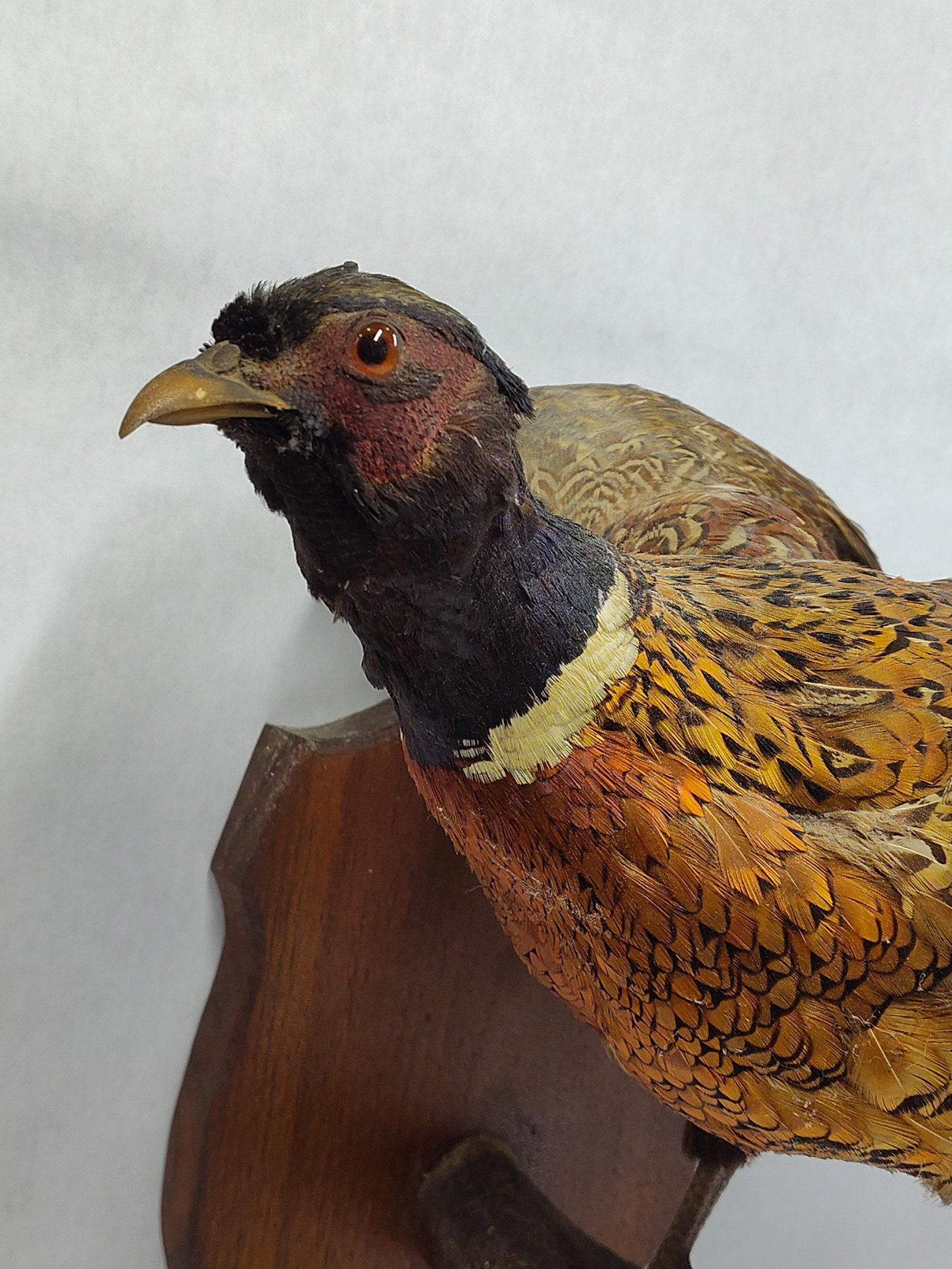 Taxidermy Pheasant - 2