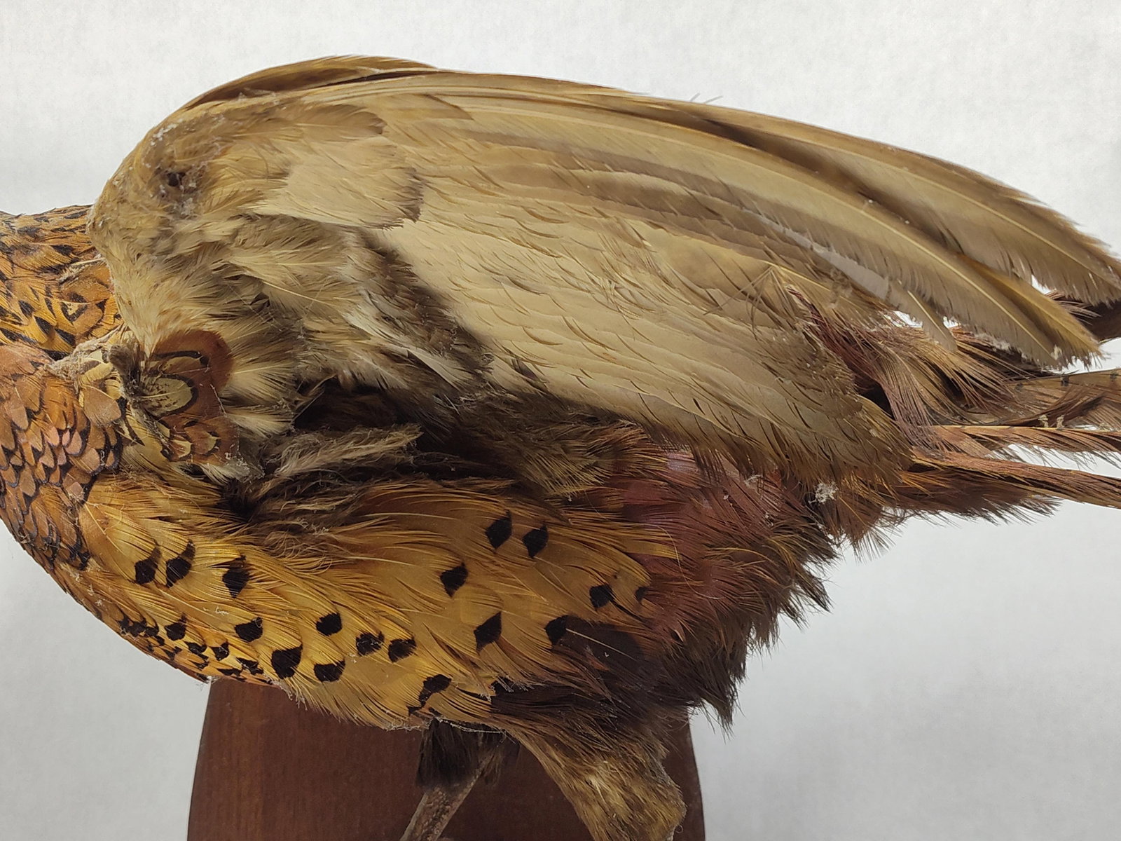 Taxidermy Pheasant - 3