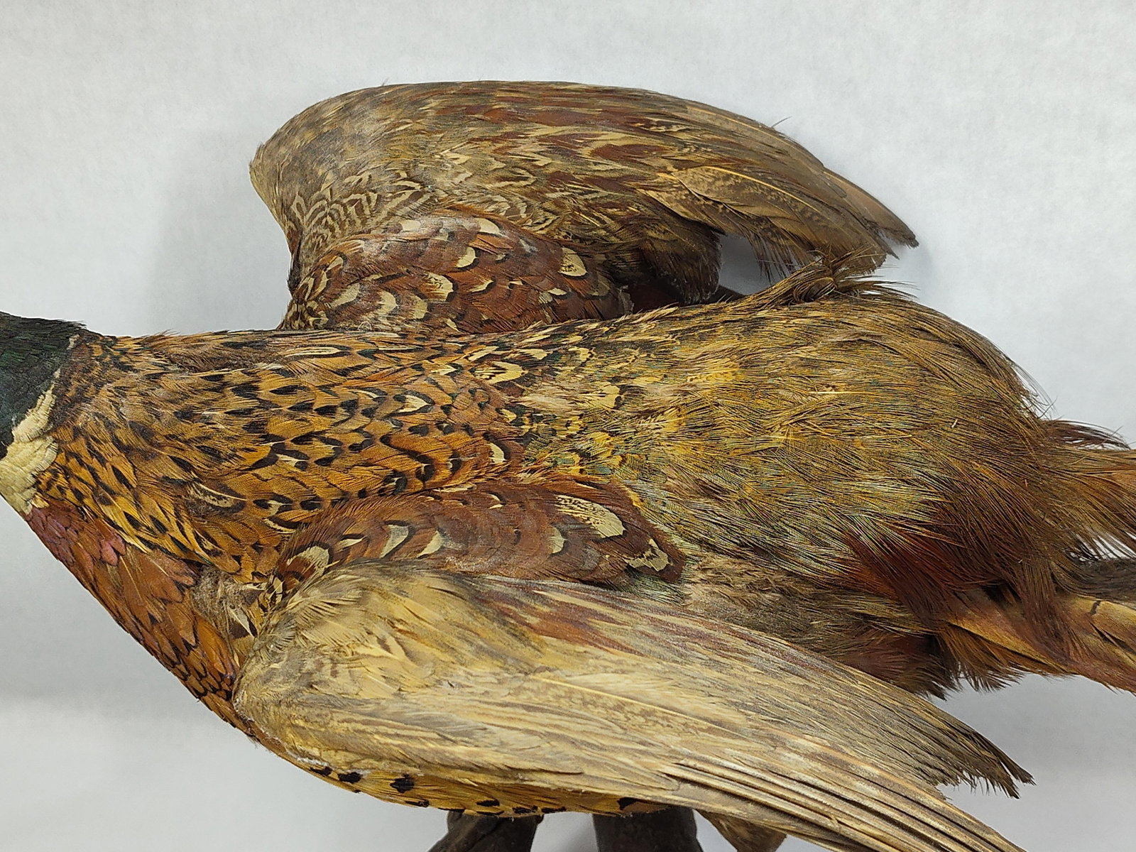 Taxidermy Pheasant - 4