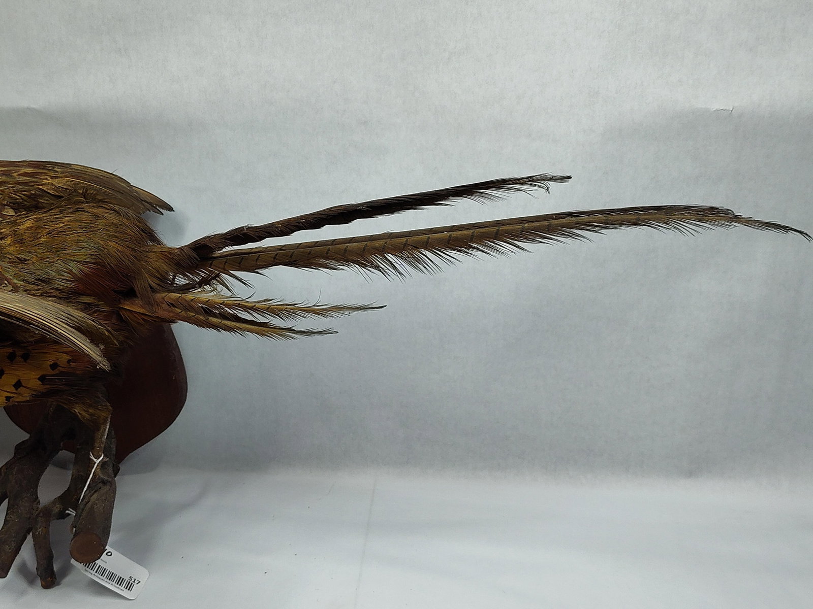 Taxidermy Pheasant - 5