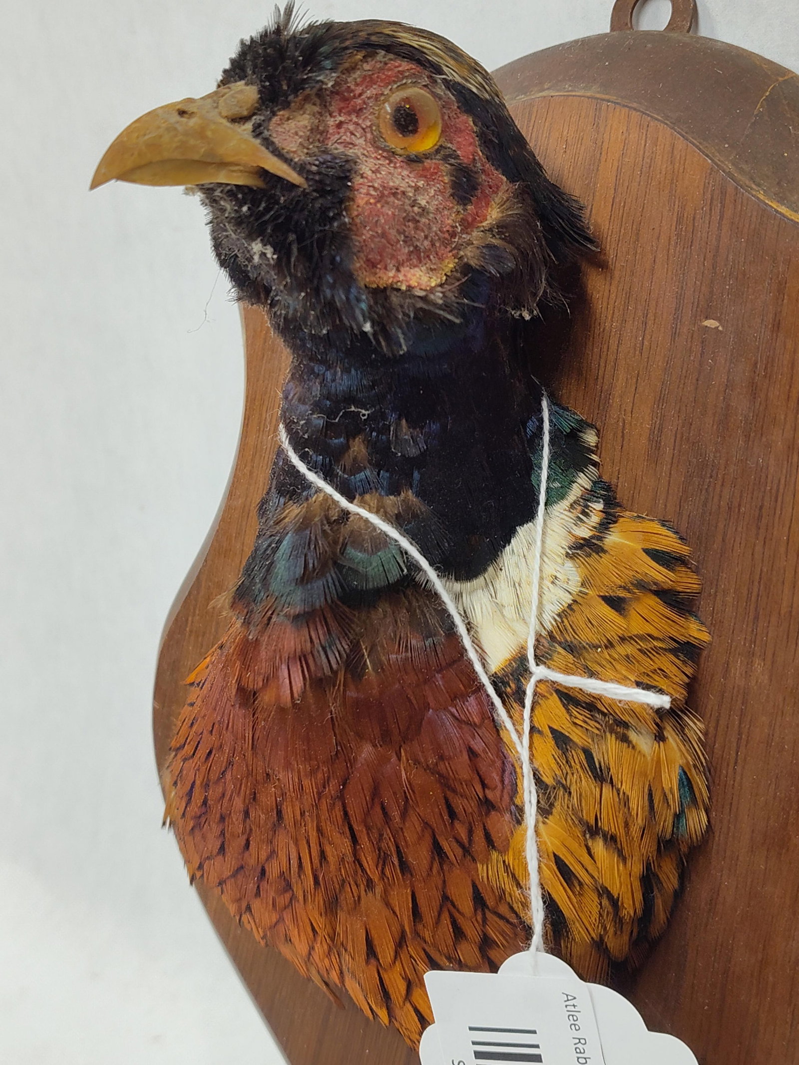 Taxidermy Pheasant Head: .