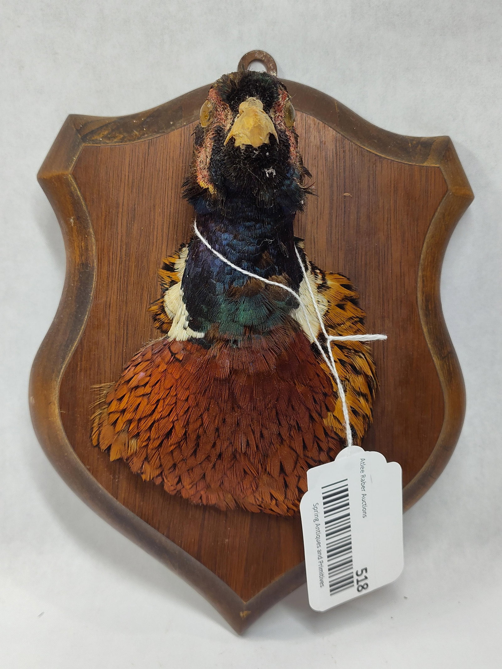 Taxidermy Pheasant Head - 2