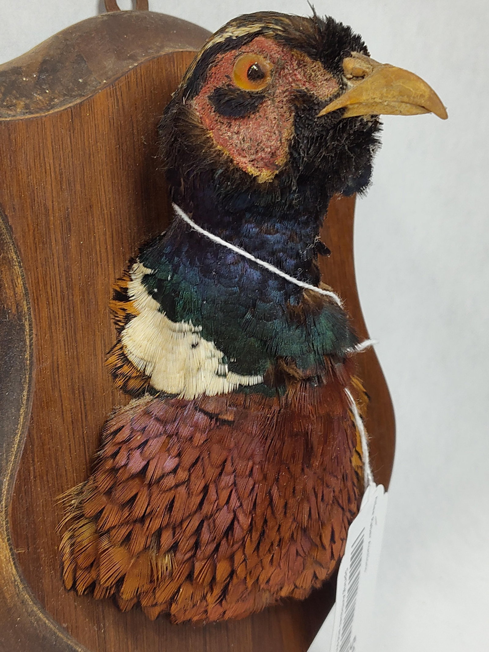 Taxidermy Pheasant Head - 3