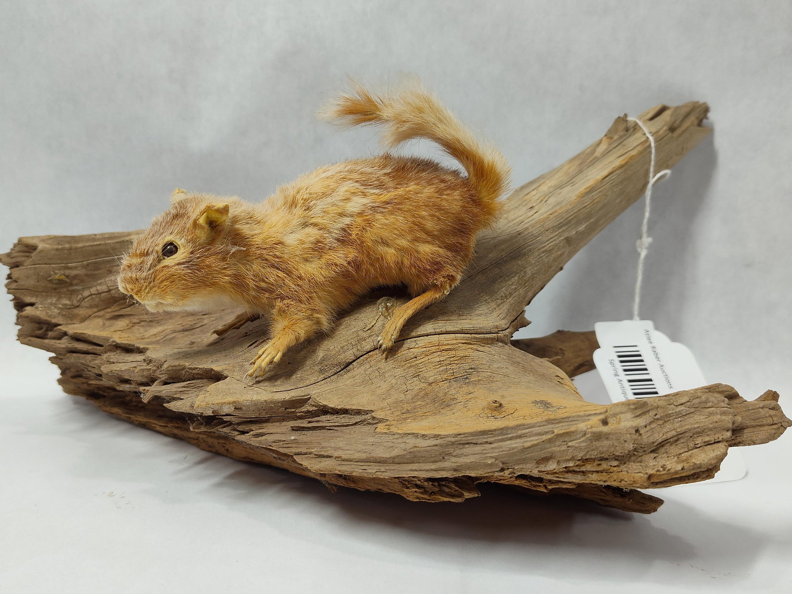 Taxidermy Albino Chipmunk: Mounted on driftwood.
