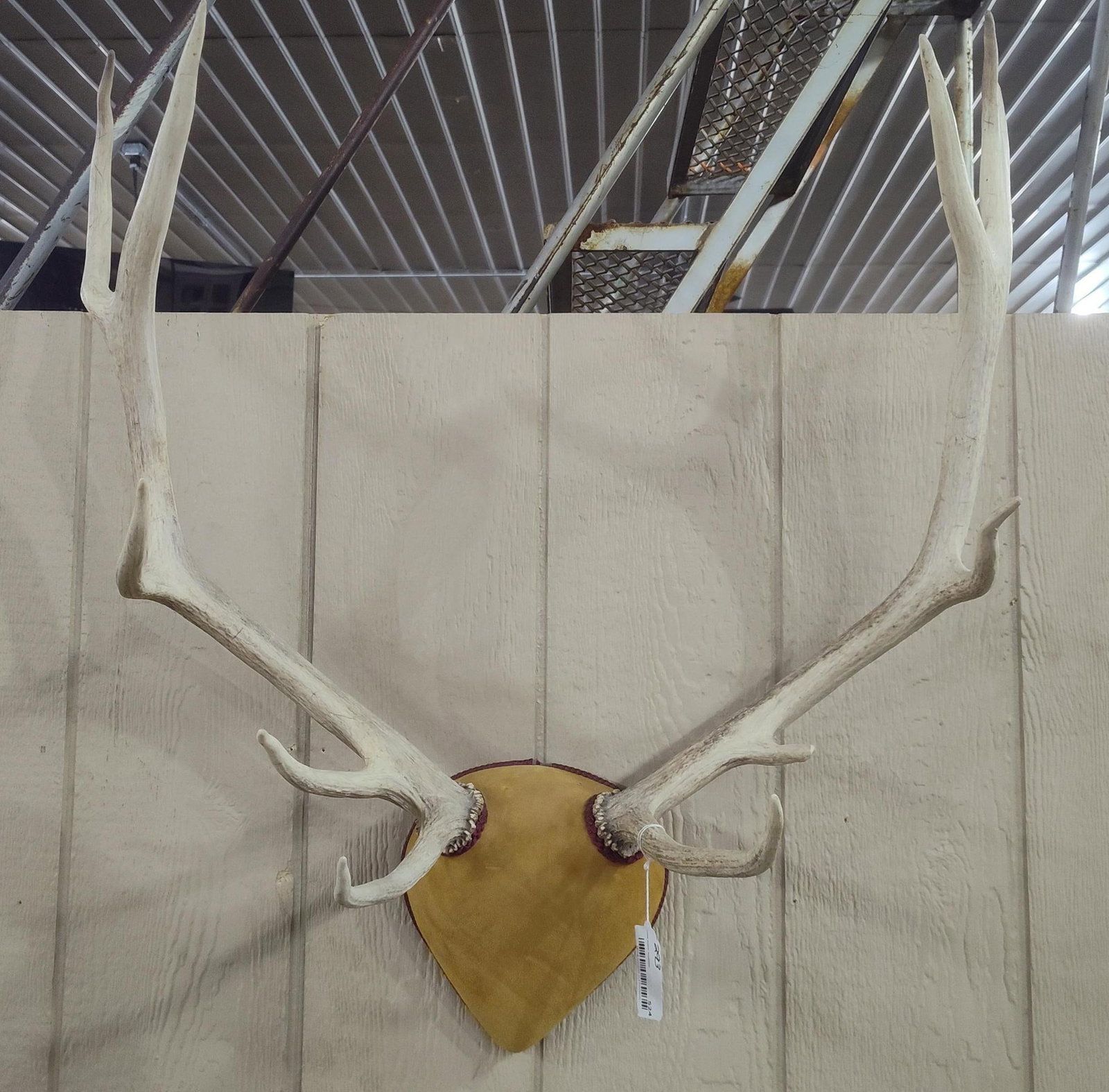 Taxidermy 5x5 Elk Antlers: 27in wide.
