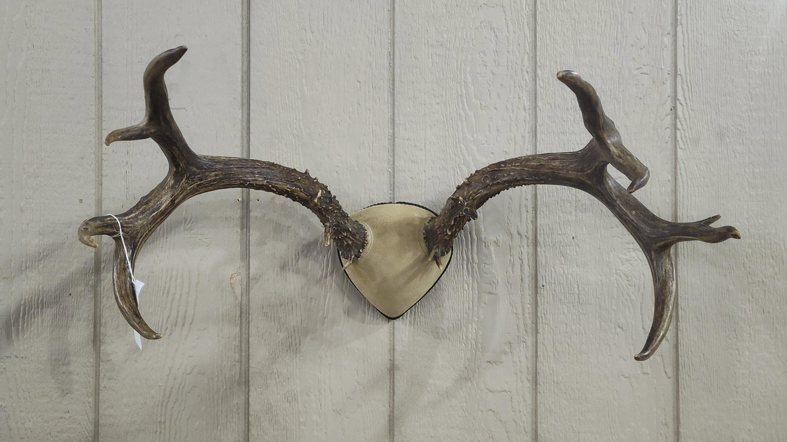 Mule Deer replica Antlers: 24in wide.