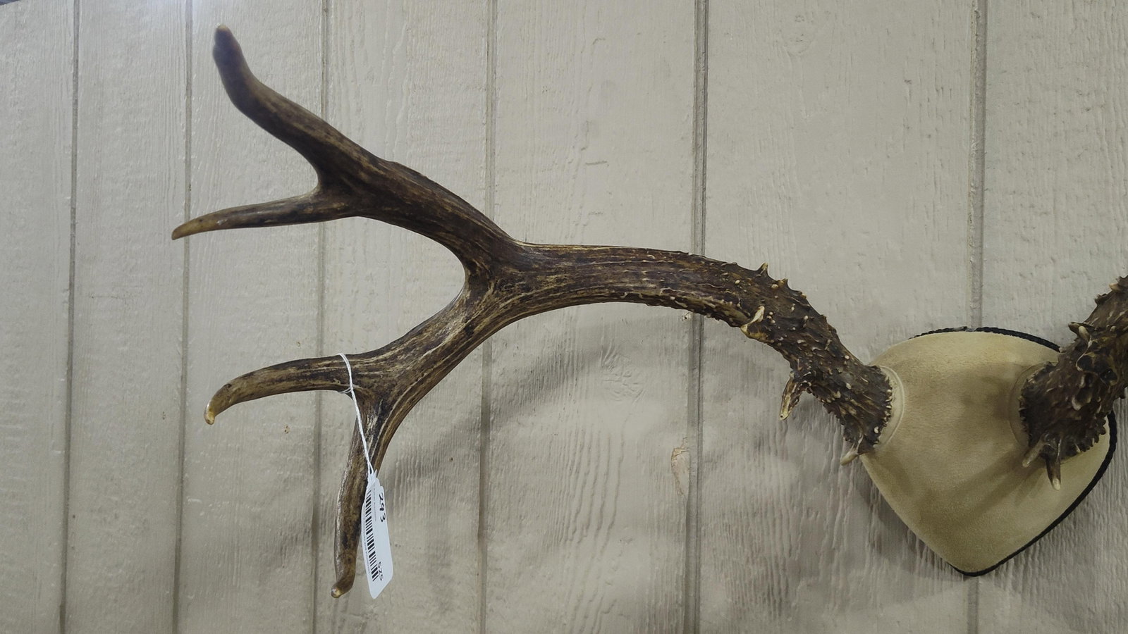 Mule Deer replica Antlers - 2