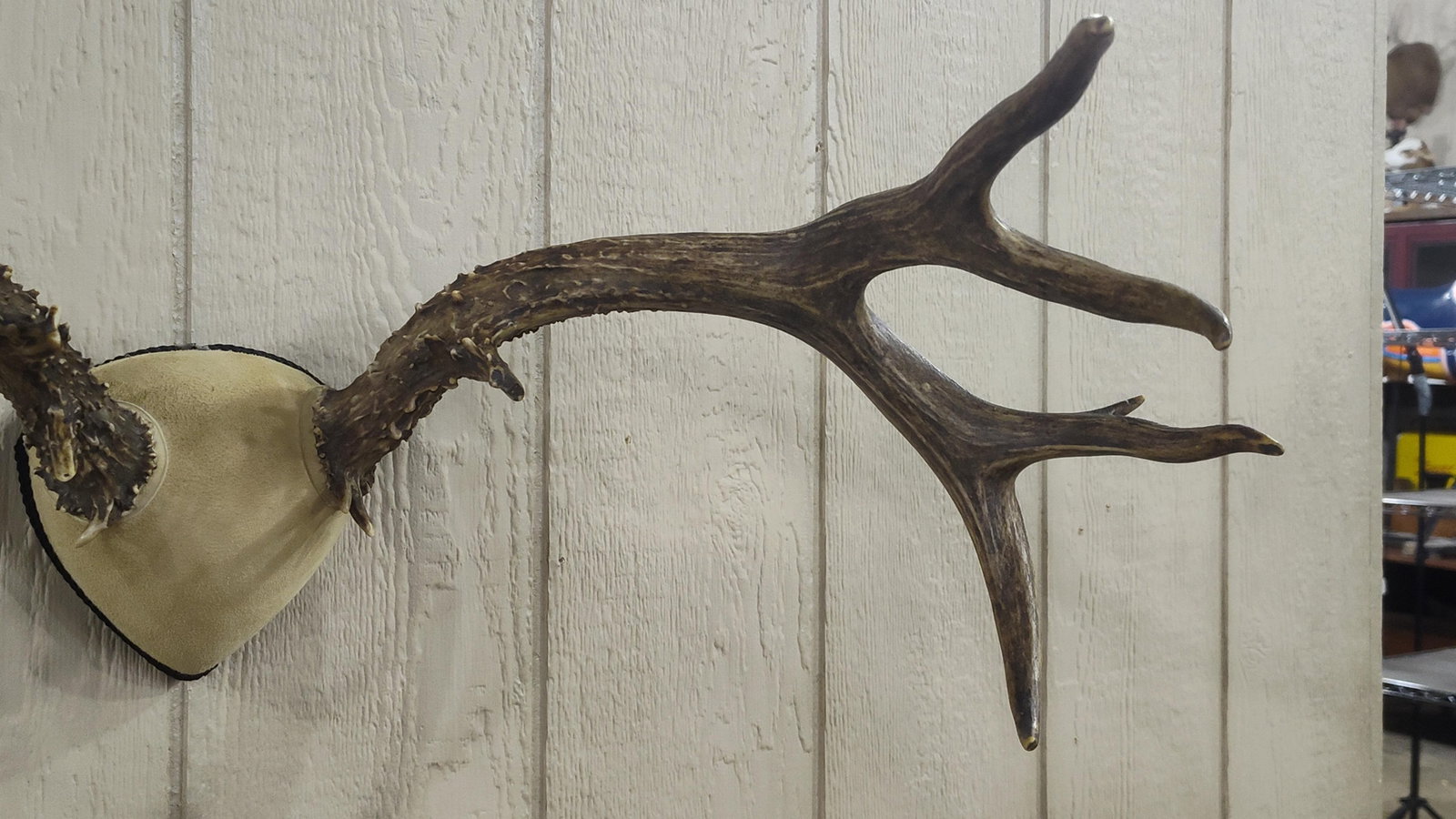 Mule Deer replica Antlers - 3