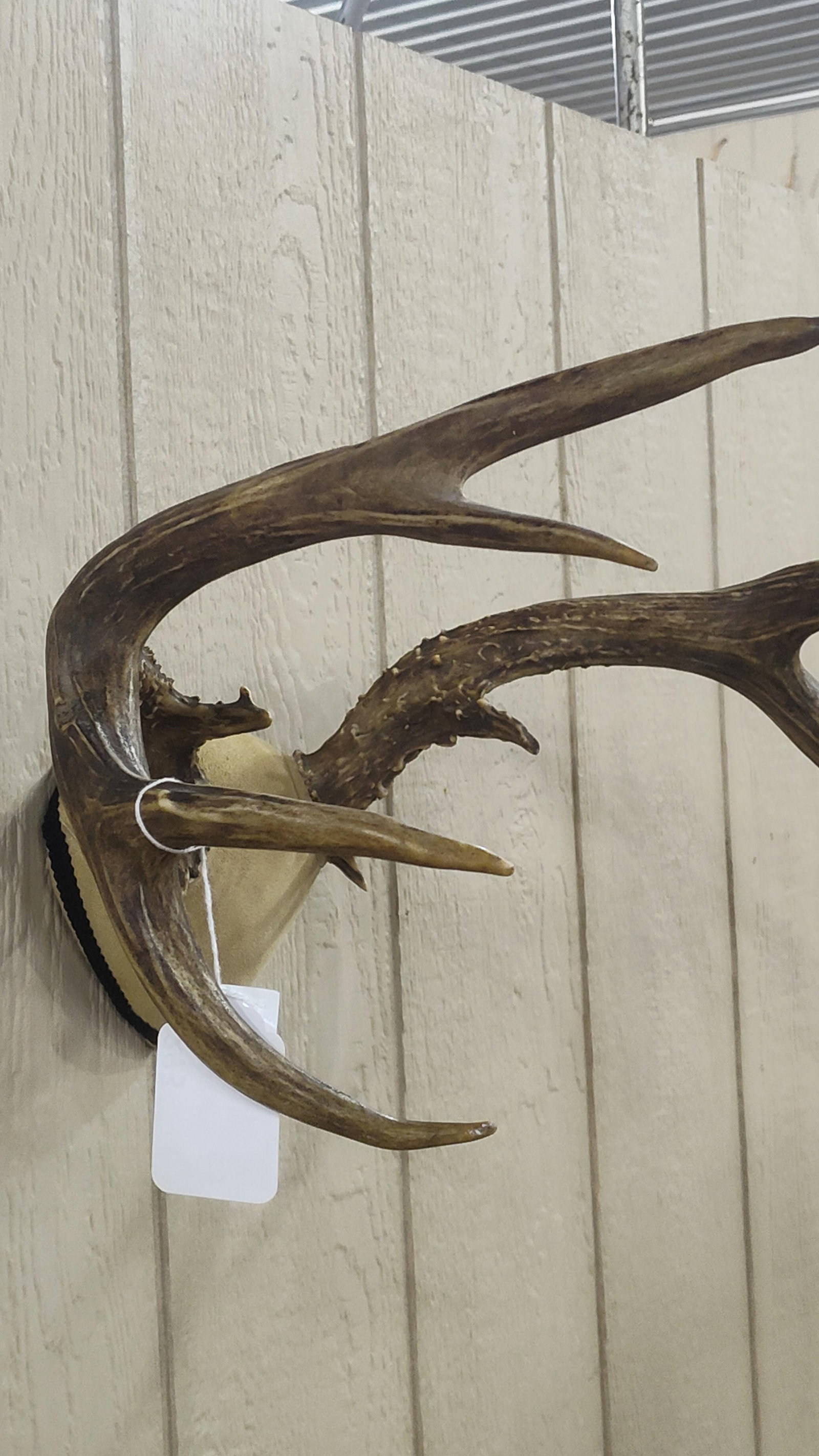 Mule Deer replica Antlers - 4