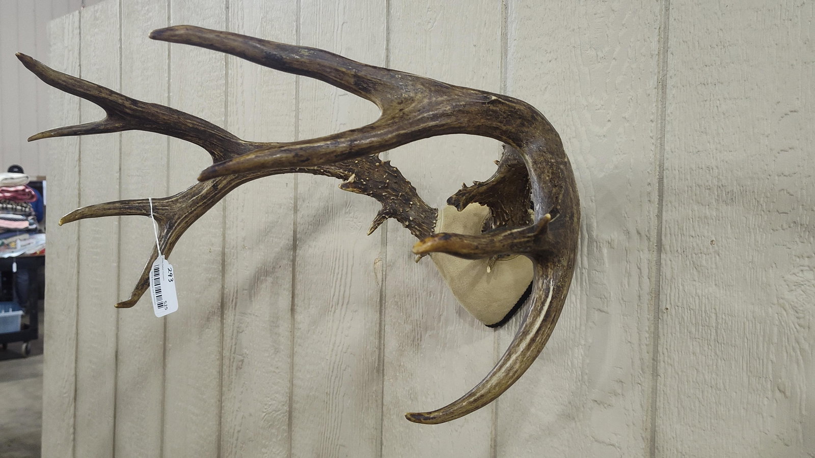 Mule Deer replica Antlers - 5