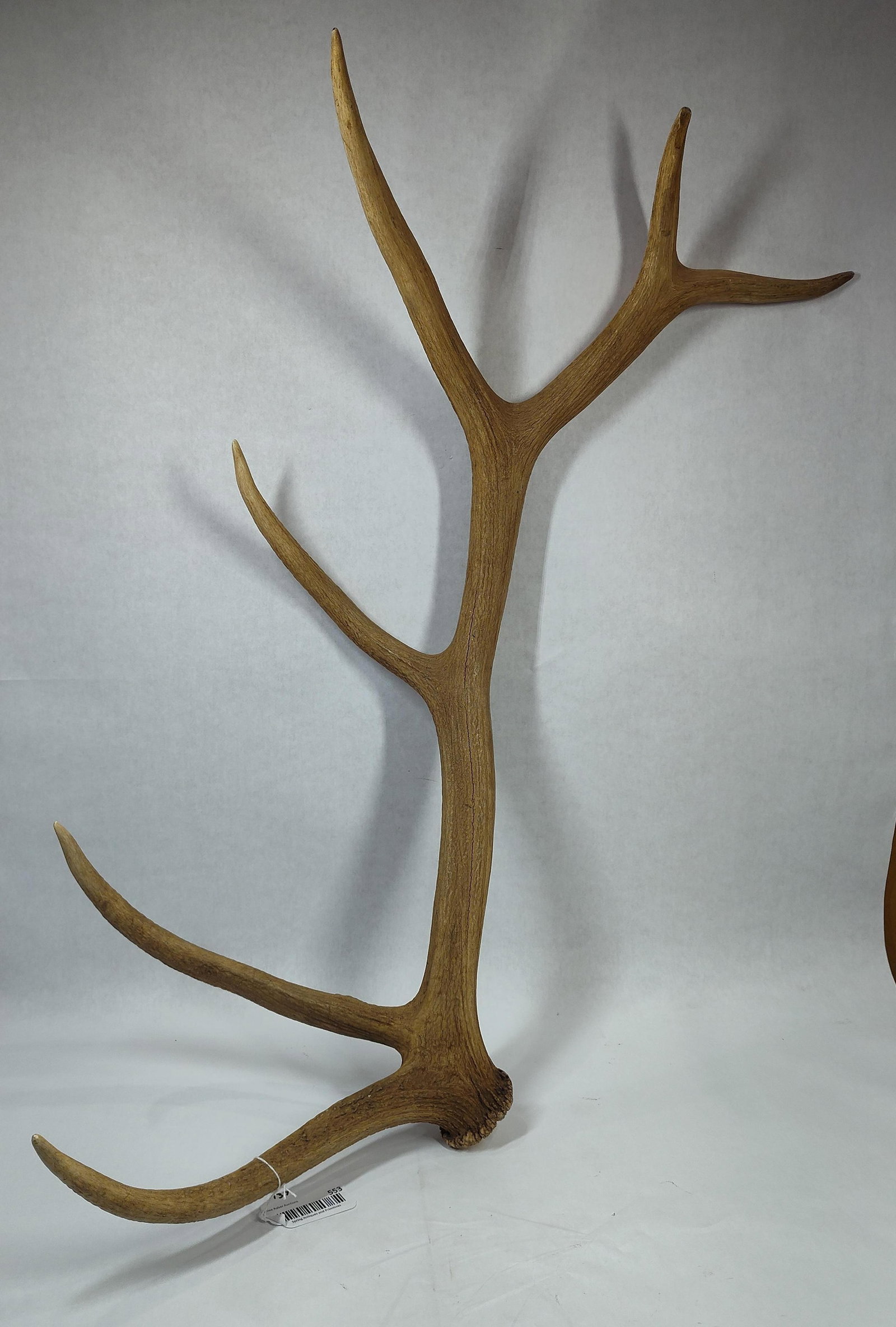 Large Montana 6pt Elk Antler Shed: Beautifully colored with amazing pedicle! Great display piece! 35in long.