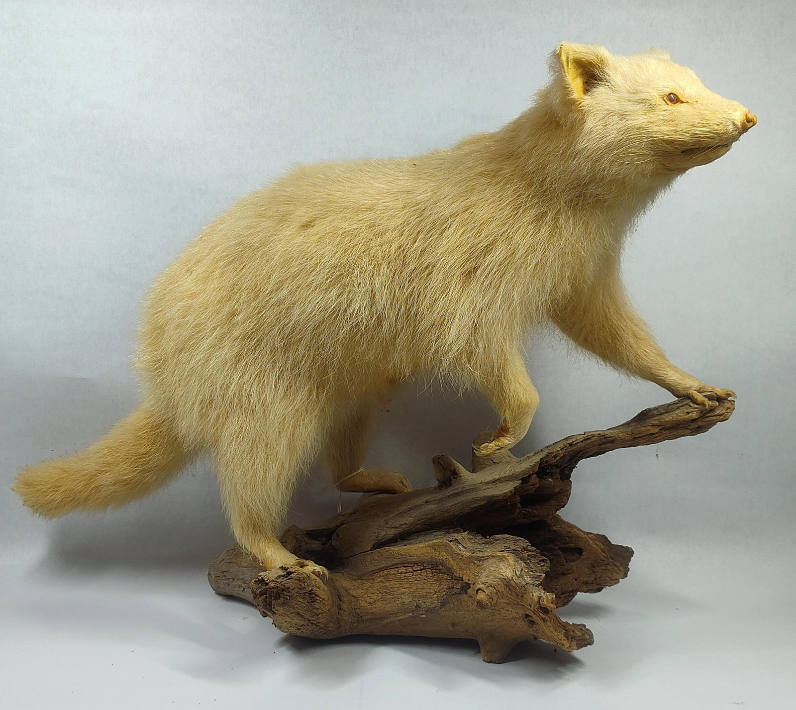 Taxidermy Albino Racoon on Driftwood: Shows a few minor areas of age but overall is good!