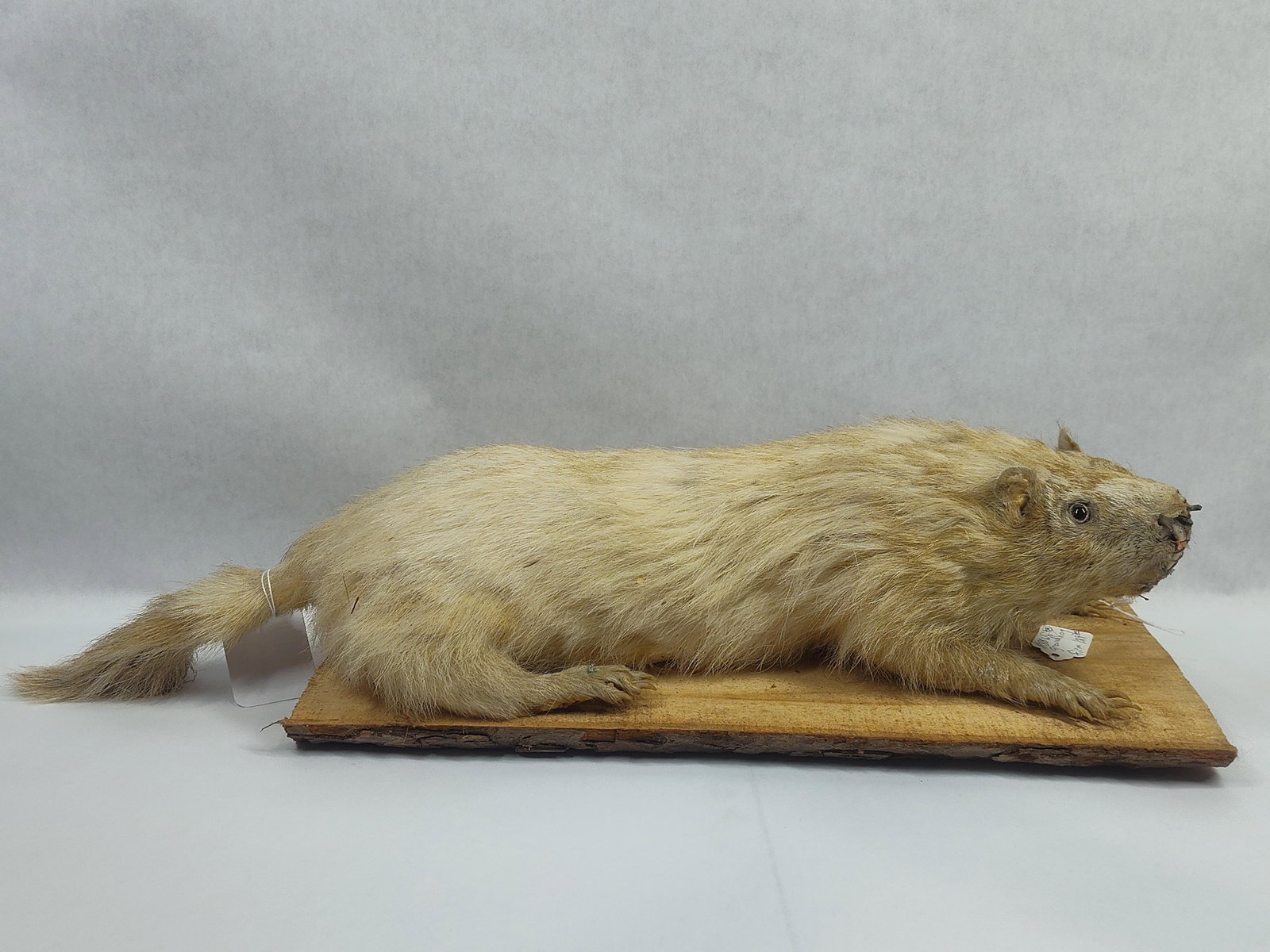 Taxidermy White Ground Hog: Shows condition to nose and mouth.