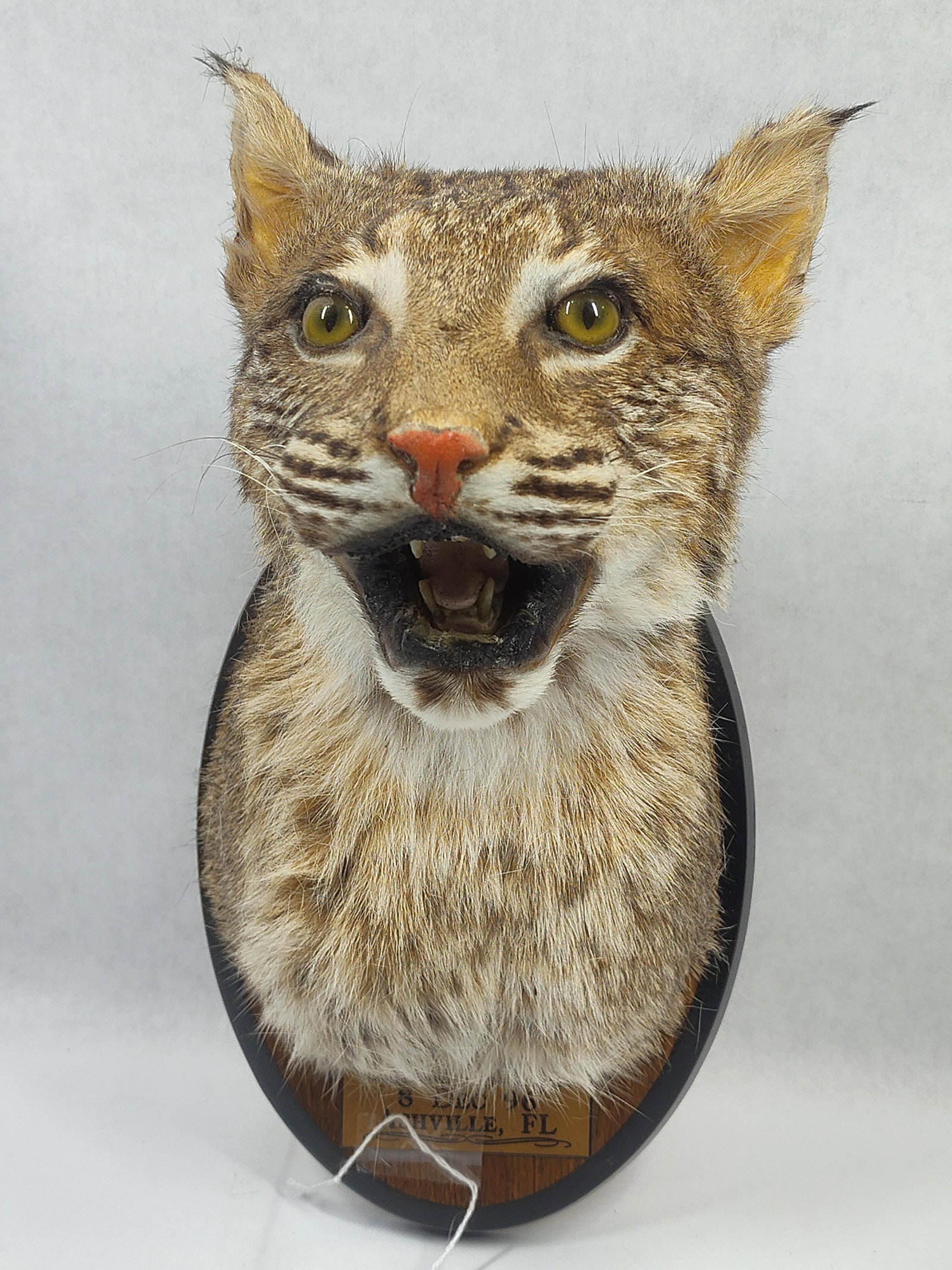 Taxidermy Bobcat Shoulder Mount: Was killed in 96 in Ashville, Fla.