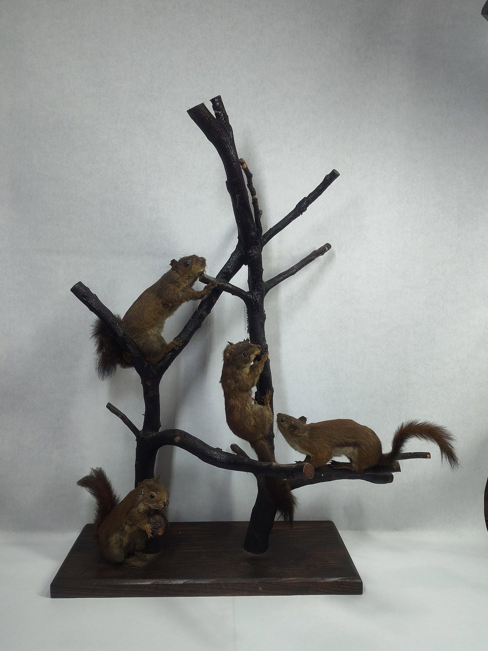 Taxidermy Red Squirrels on branches (1 of 7)