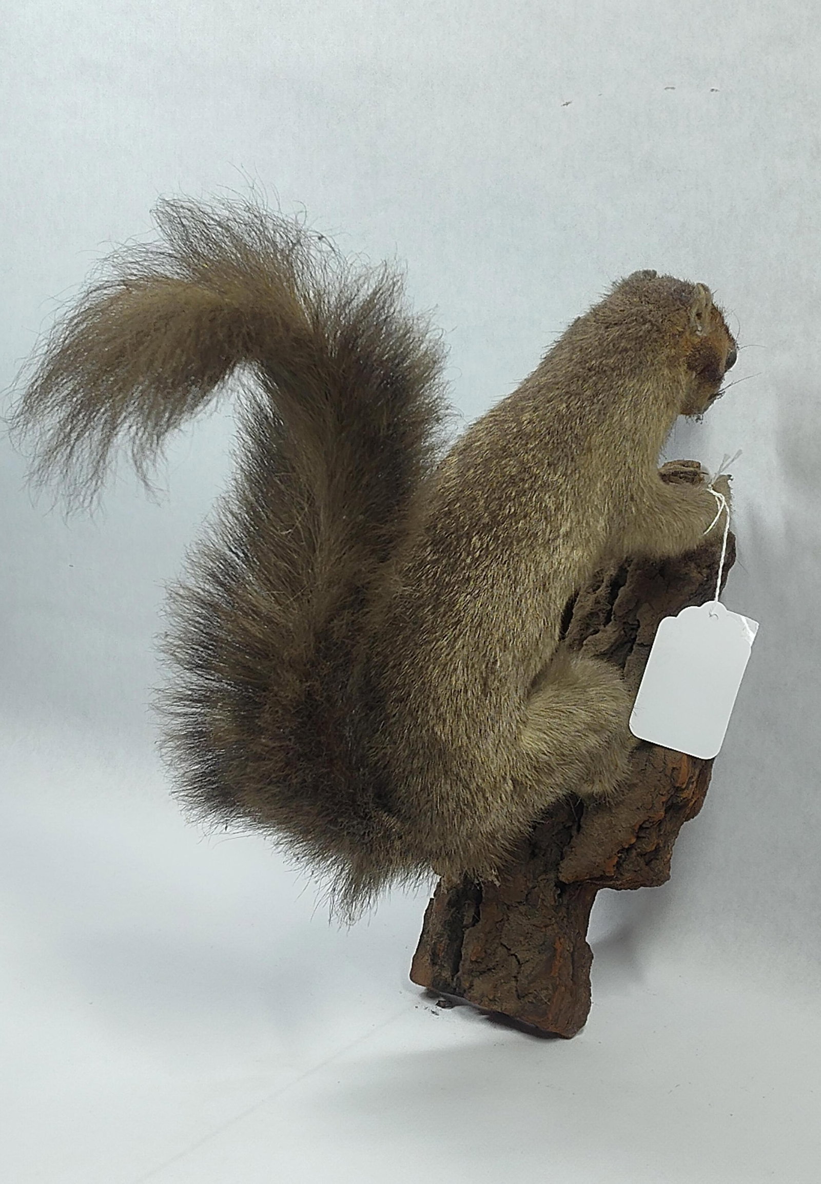 Taxidermy Grey Squirrel: Shows some condition to front paws.