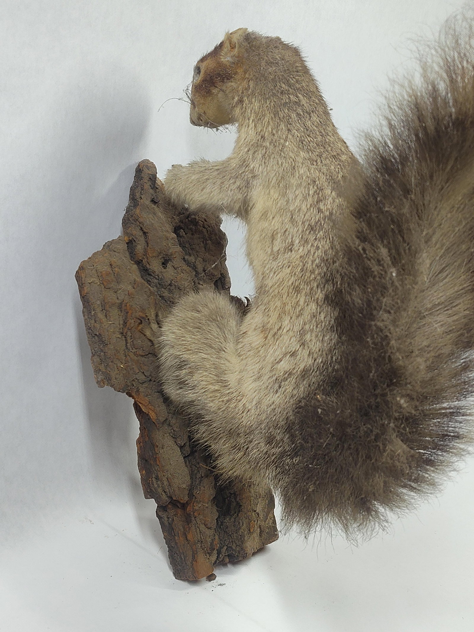 Taxidermy Grey Squirrel - 2