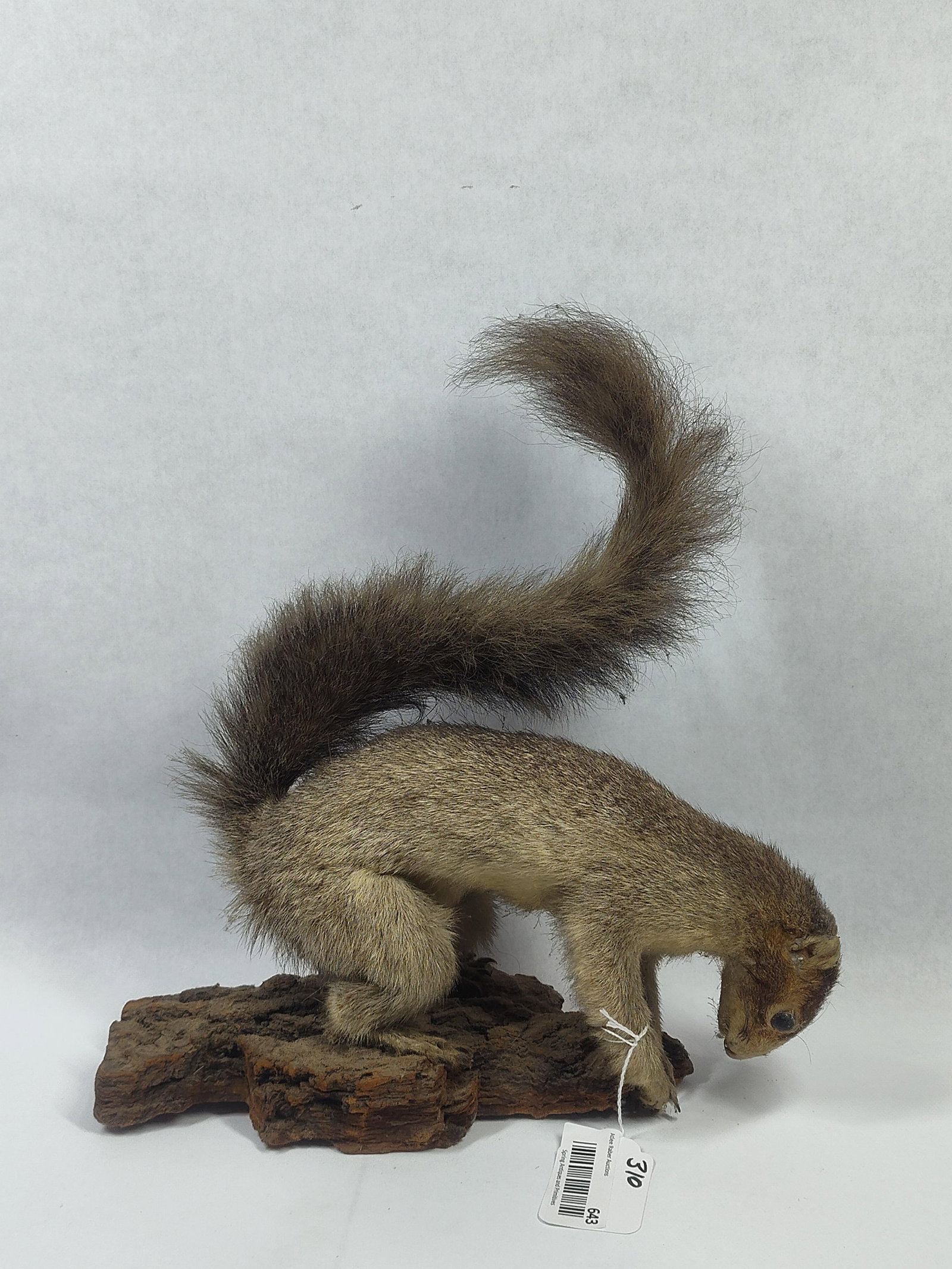 Taxidermy Grey Squirrel - 3