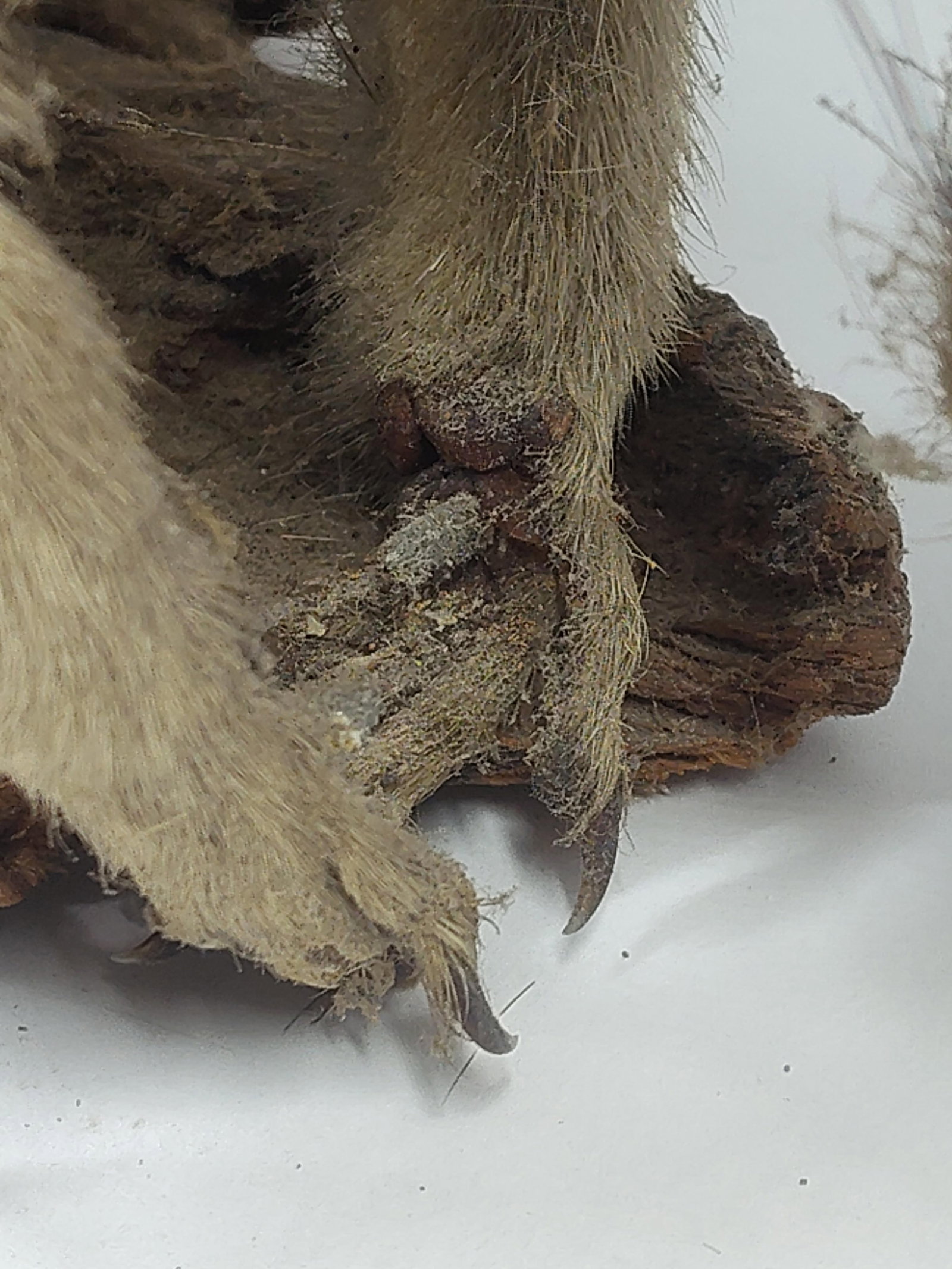 Taxidermy Grey Squirrel - 4