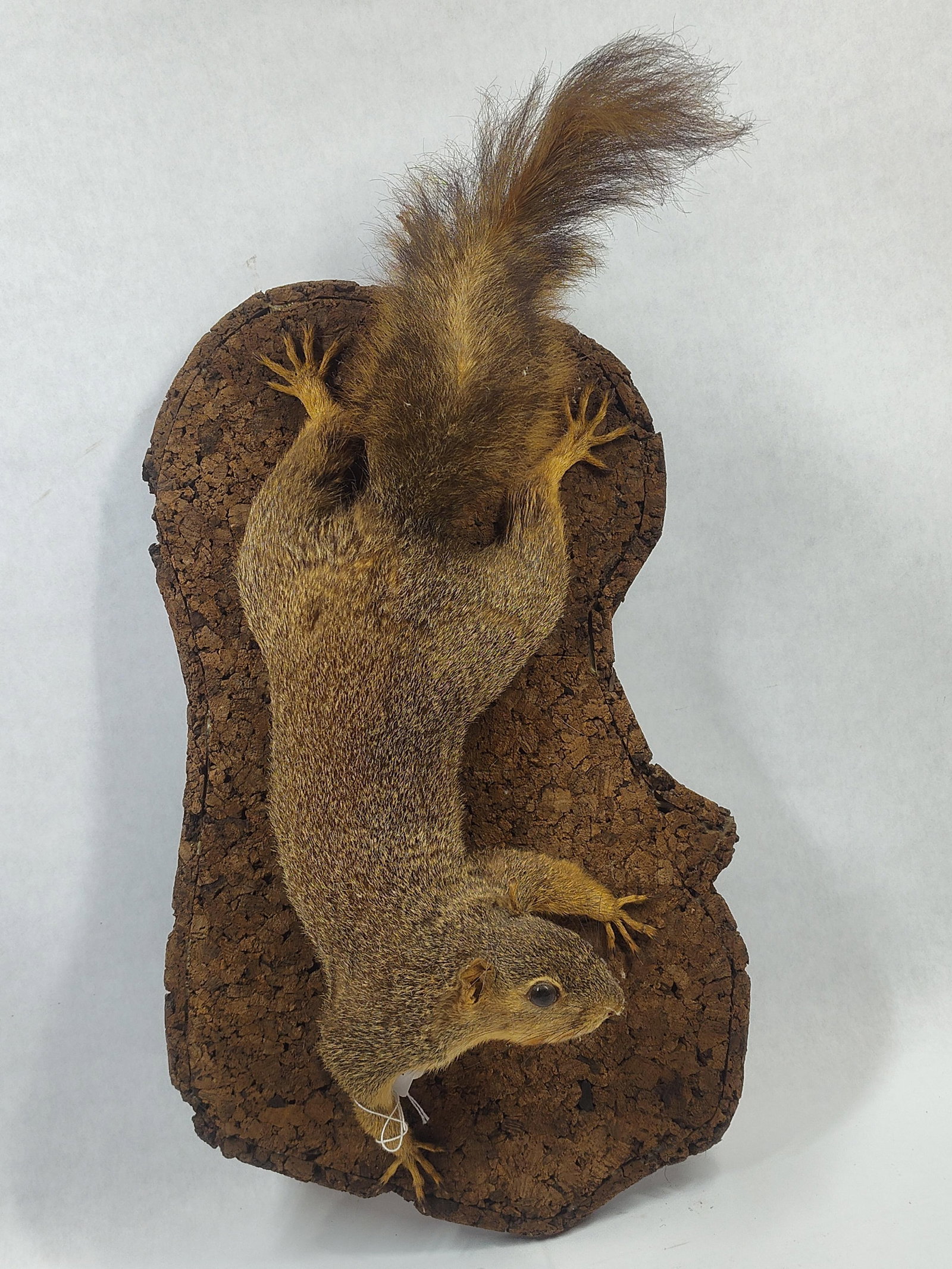 Taxidermy Fox Squirrel: Beautiful condition!