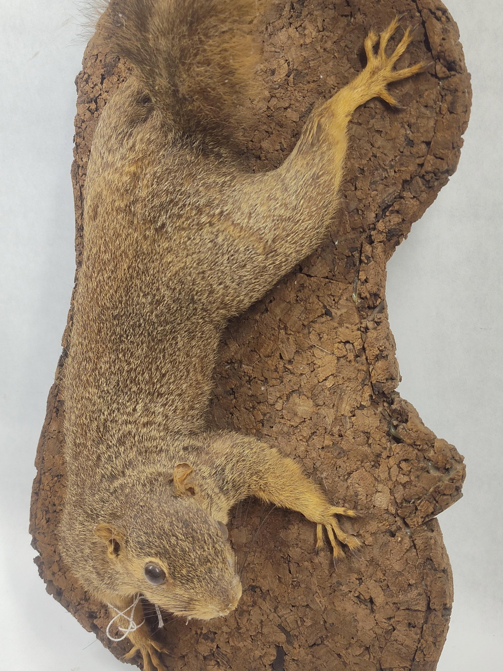 Taxidermy Fox Squirrel - 2
