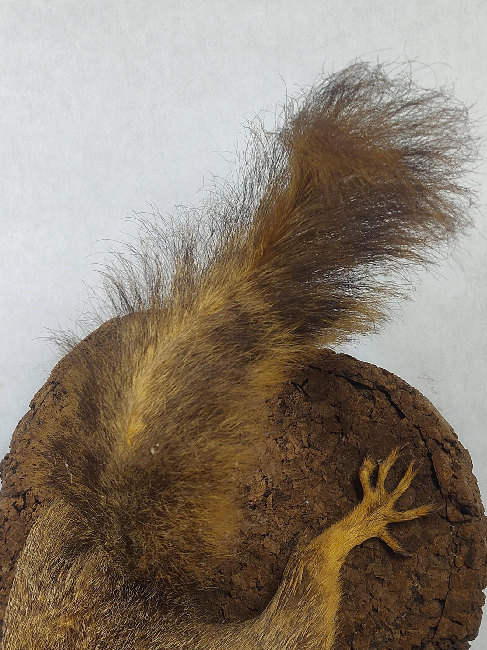 Taxidermy Fox Squirrel - 3