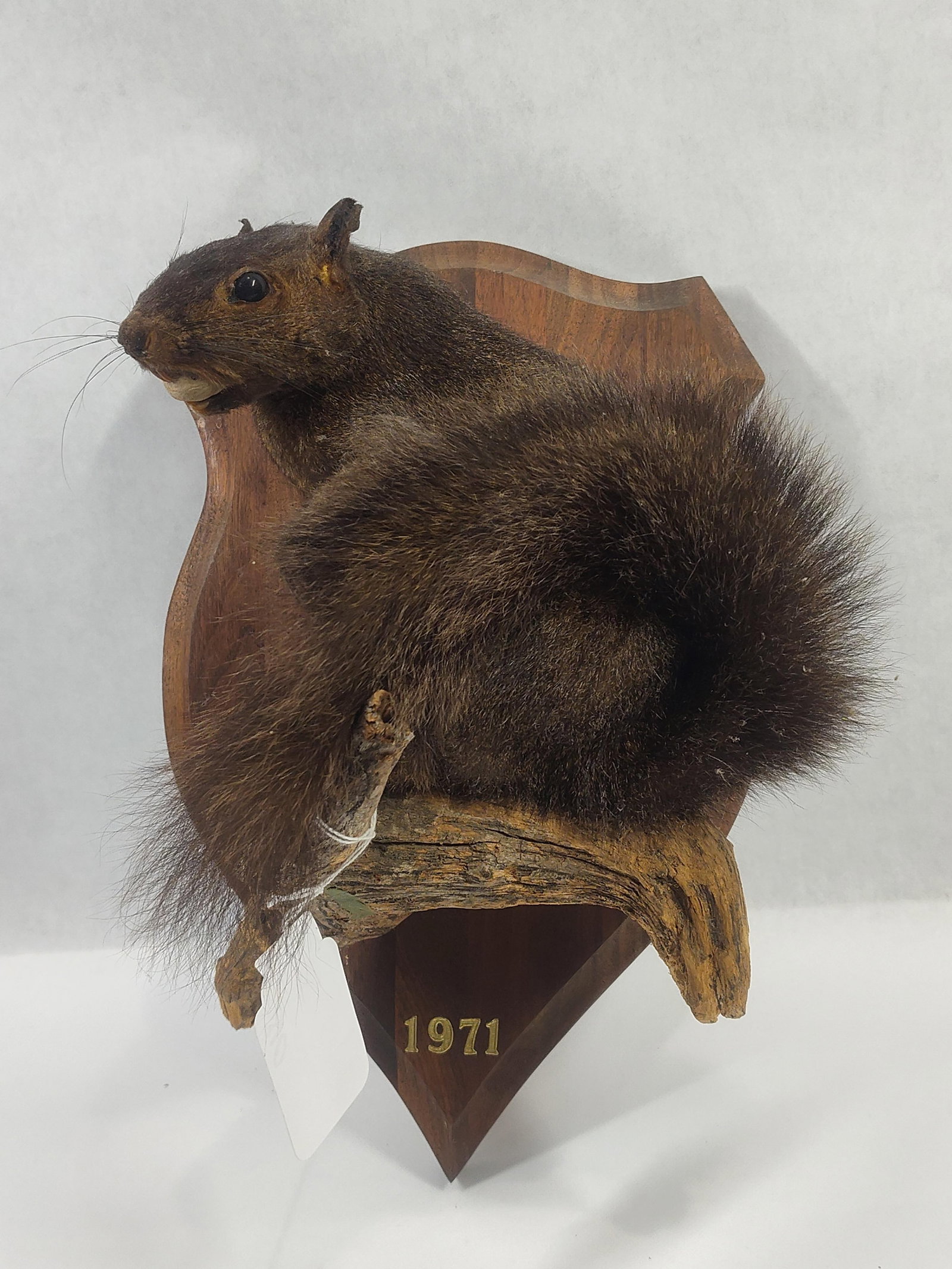 Taxidermy Black Squirrel: Nice condition!