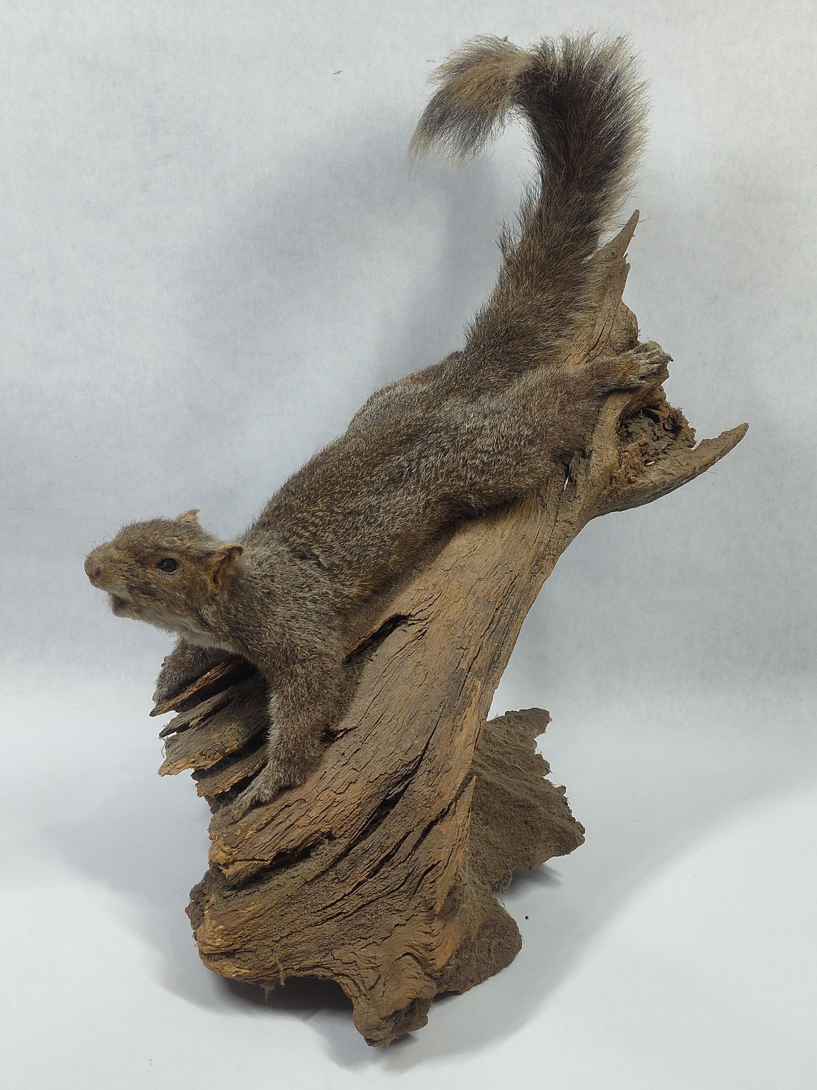 Taxidermy Flying Squirrel on Driftwood: Shows some condition to front paws.