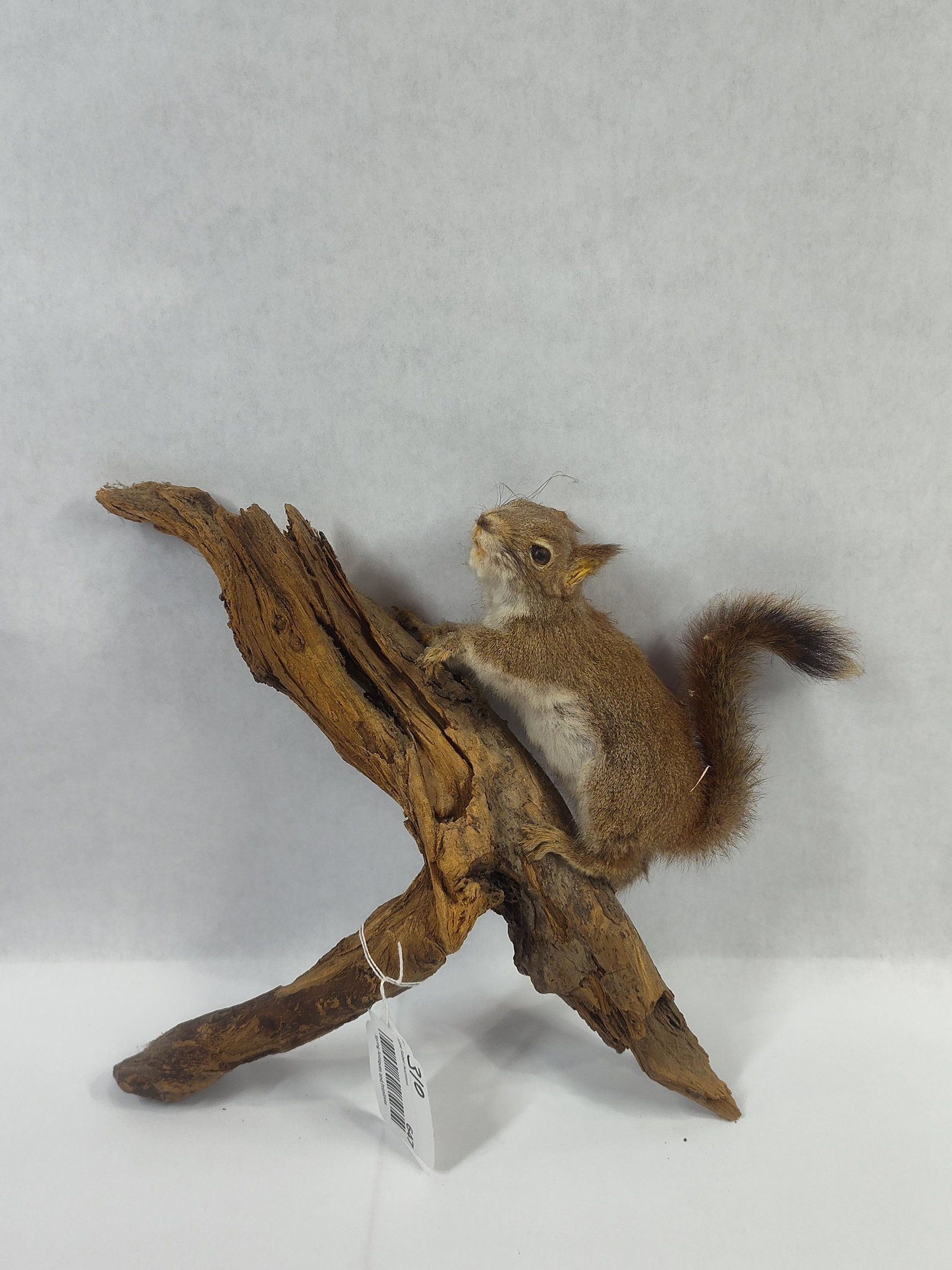 Taxidermy Eastern Grey Squirrel: Shows some age to extremities.
