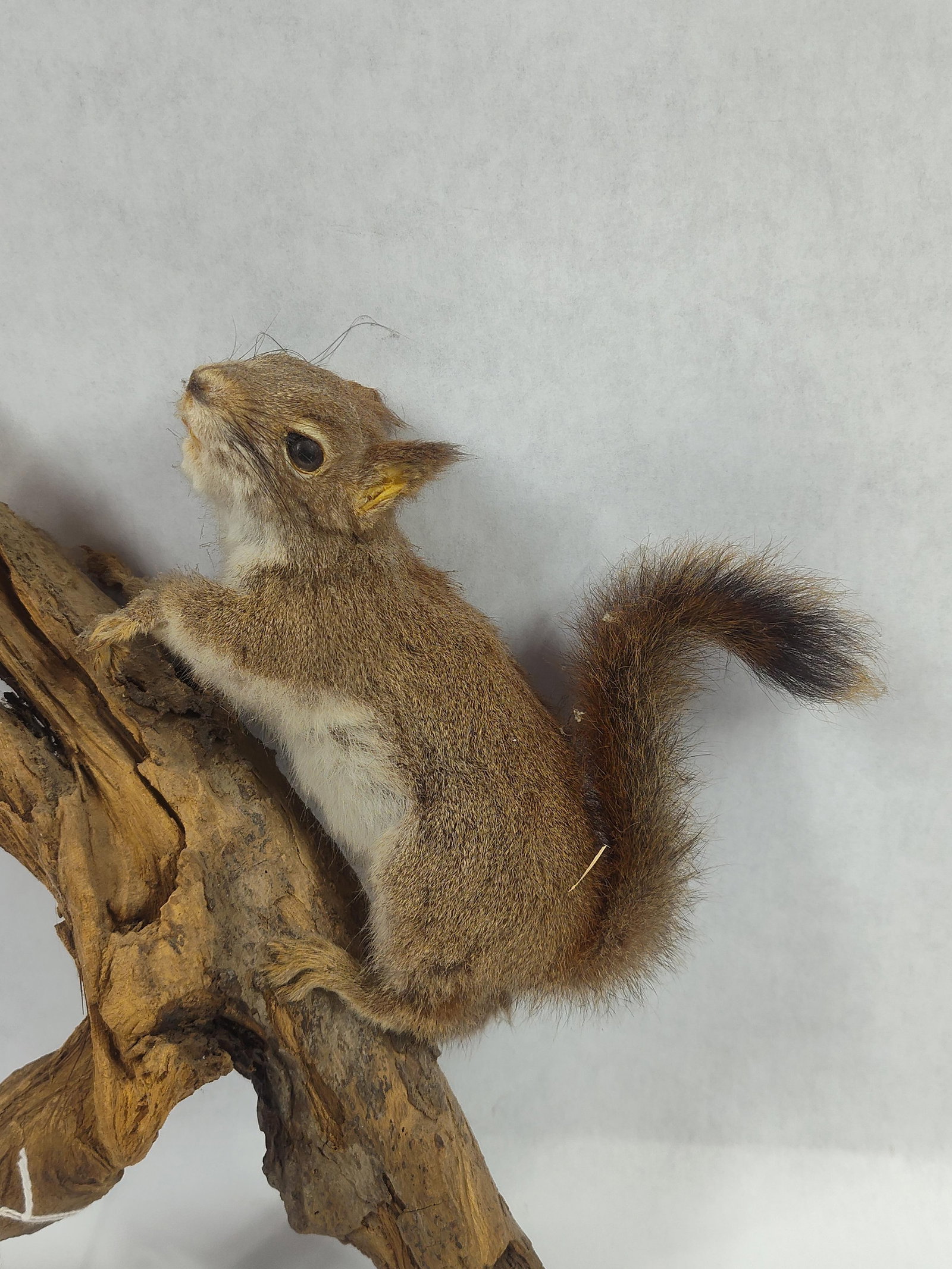 Taxidermy Eastern Grey Squirrel - 2