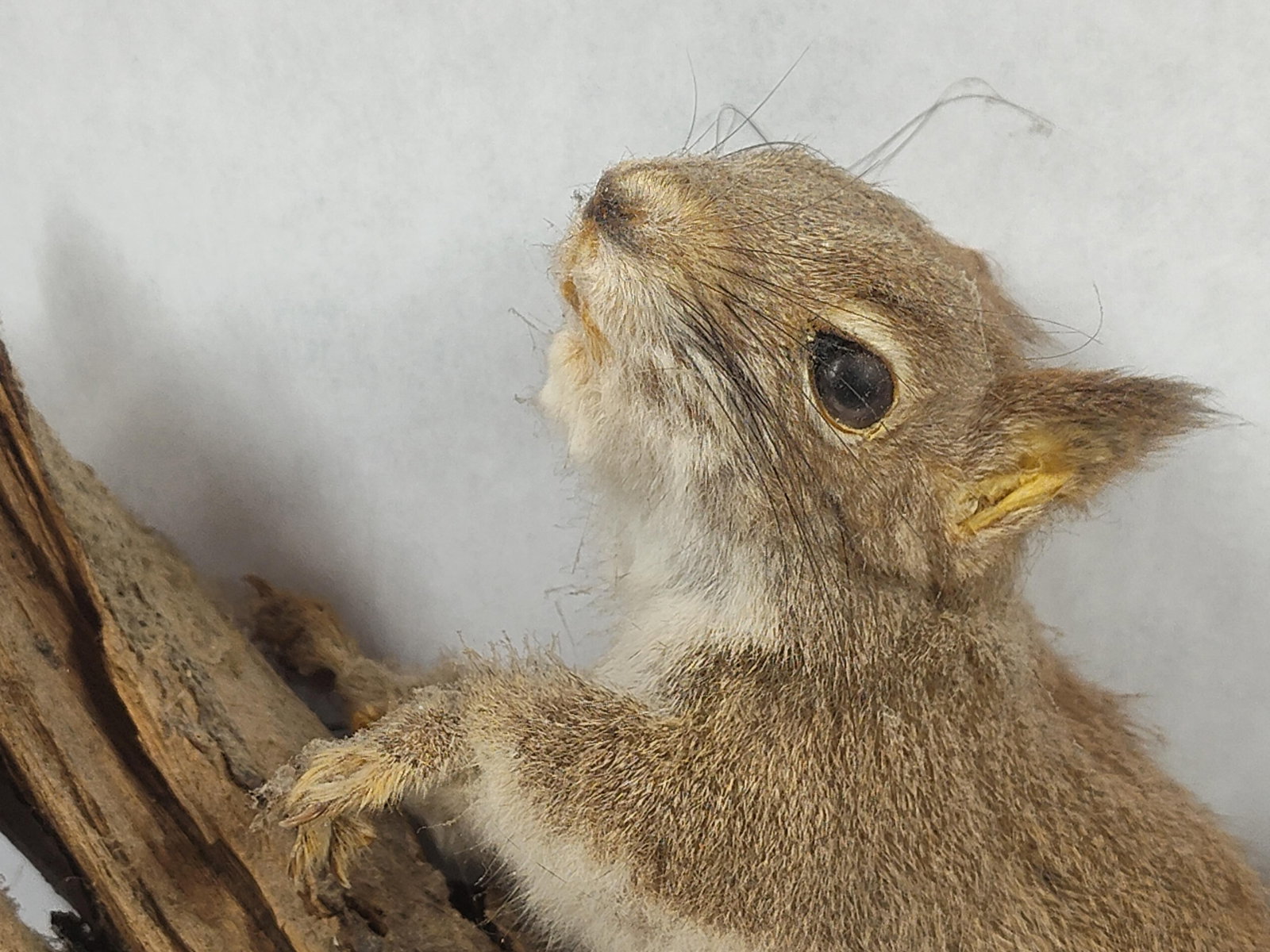 Taxidermy Eastern Grey Squirrel - 3