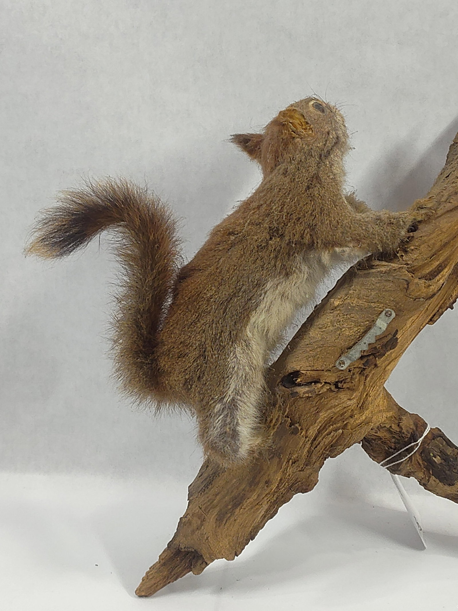 Taxidermy Eastern Grey Squirrel - 4
