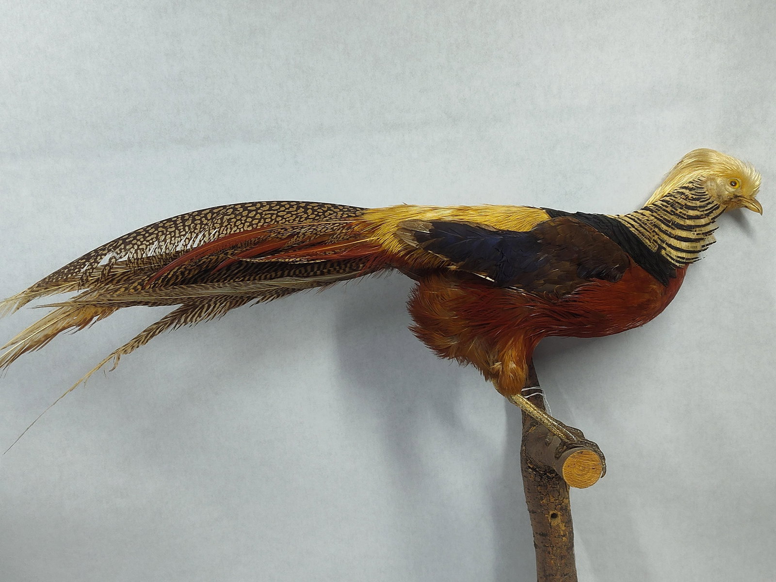 Taxidermy Golden Pheasant: Nice condition!