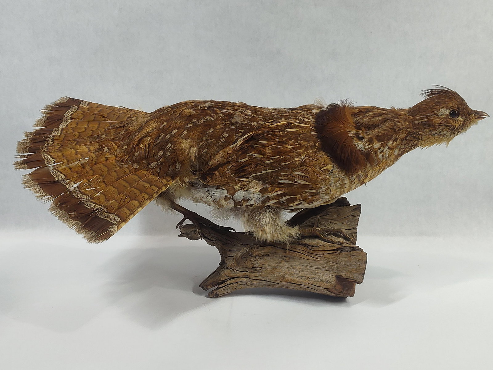 Taxidermy Ruffed Grouse: .