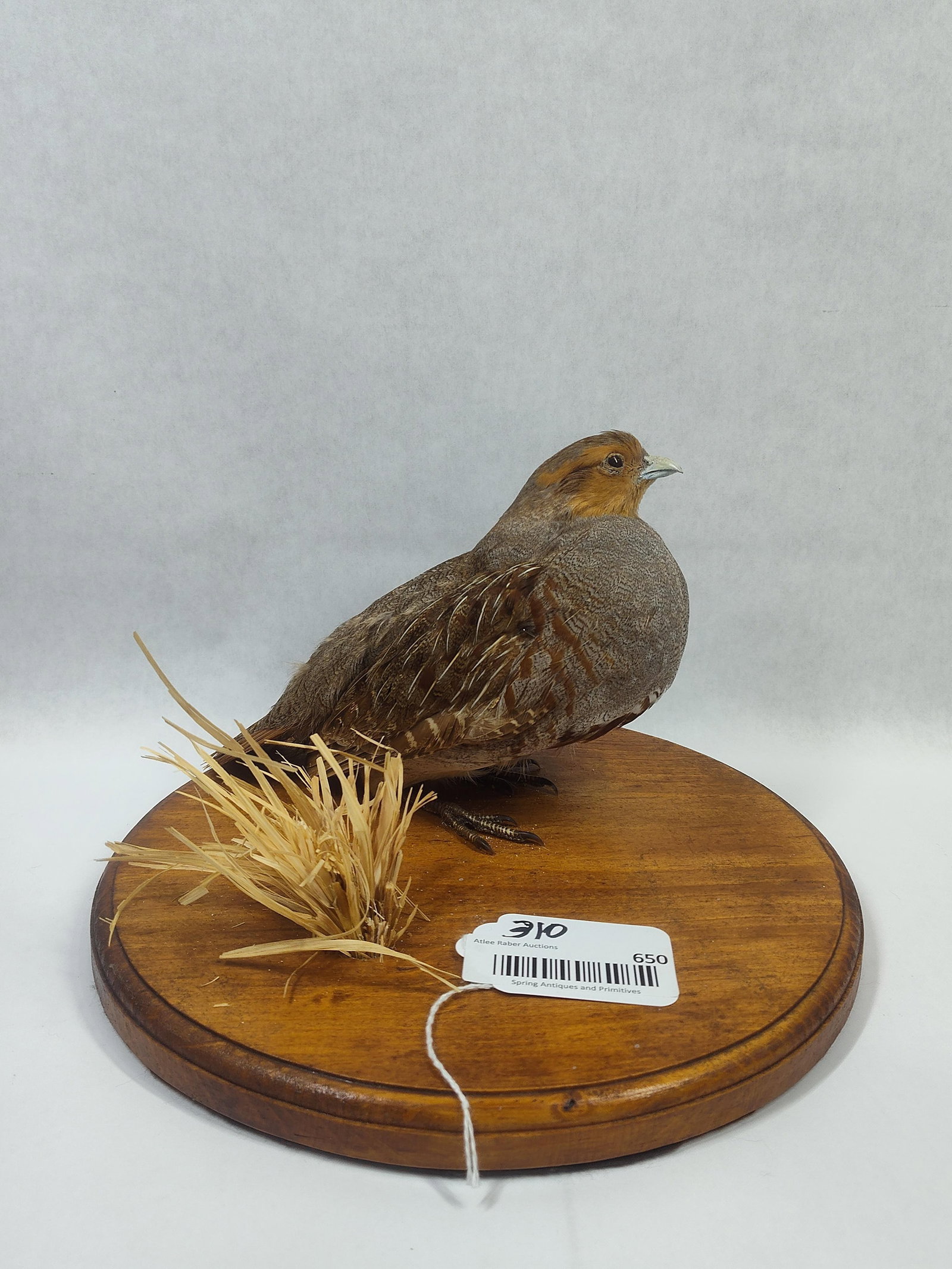 Taxidermy Hungarian Partridge: .