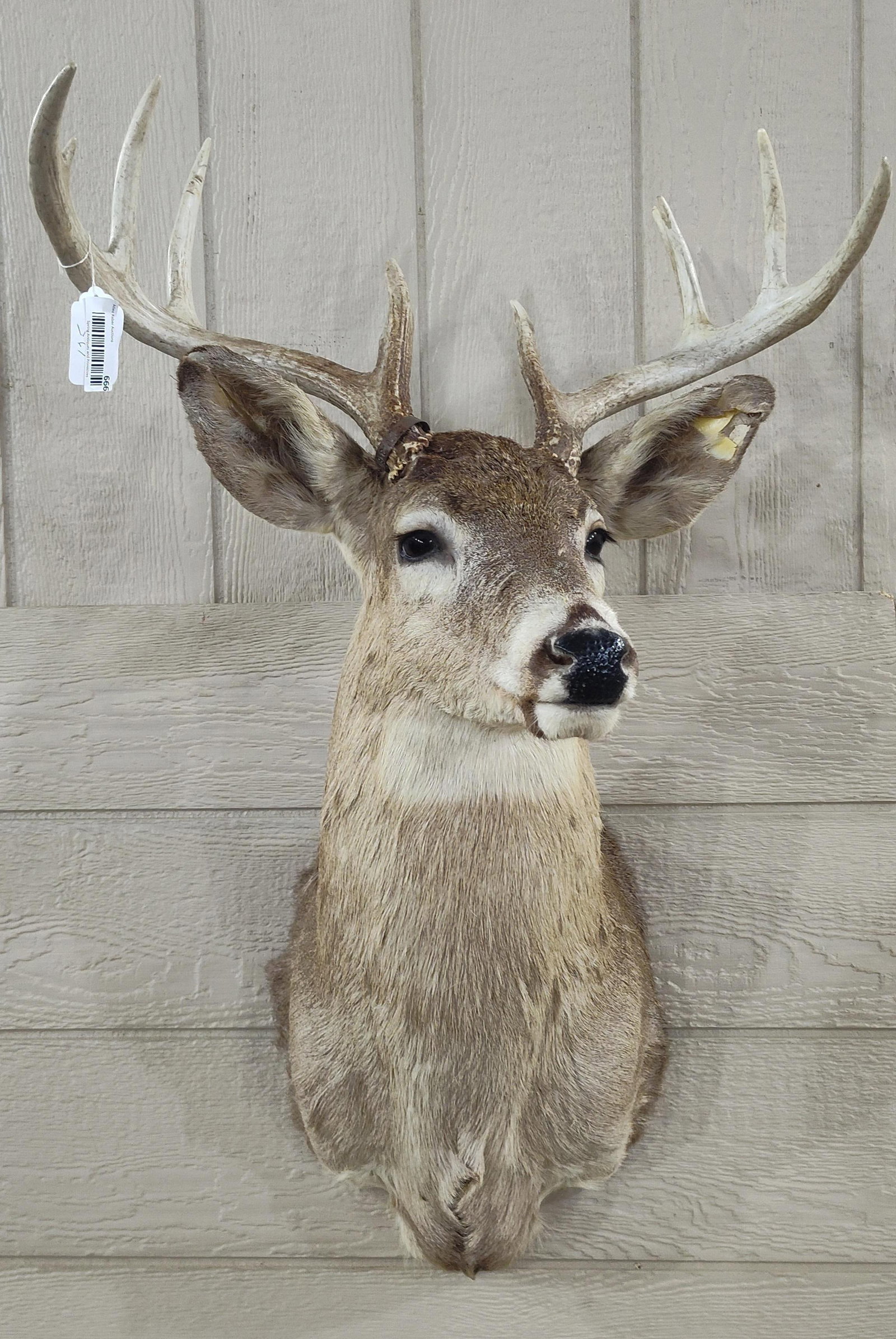 9 Point White Tail Mount (1 of 7)